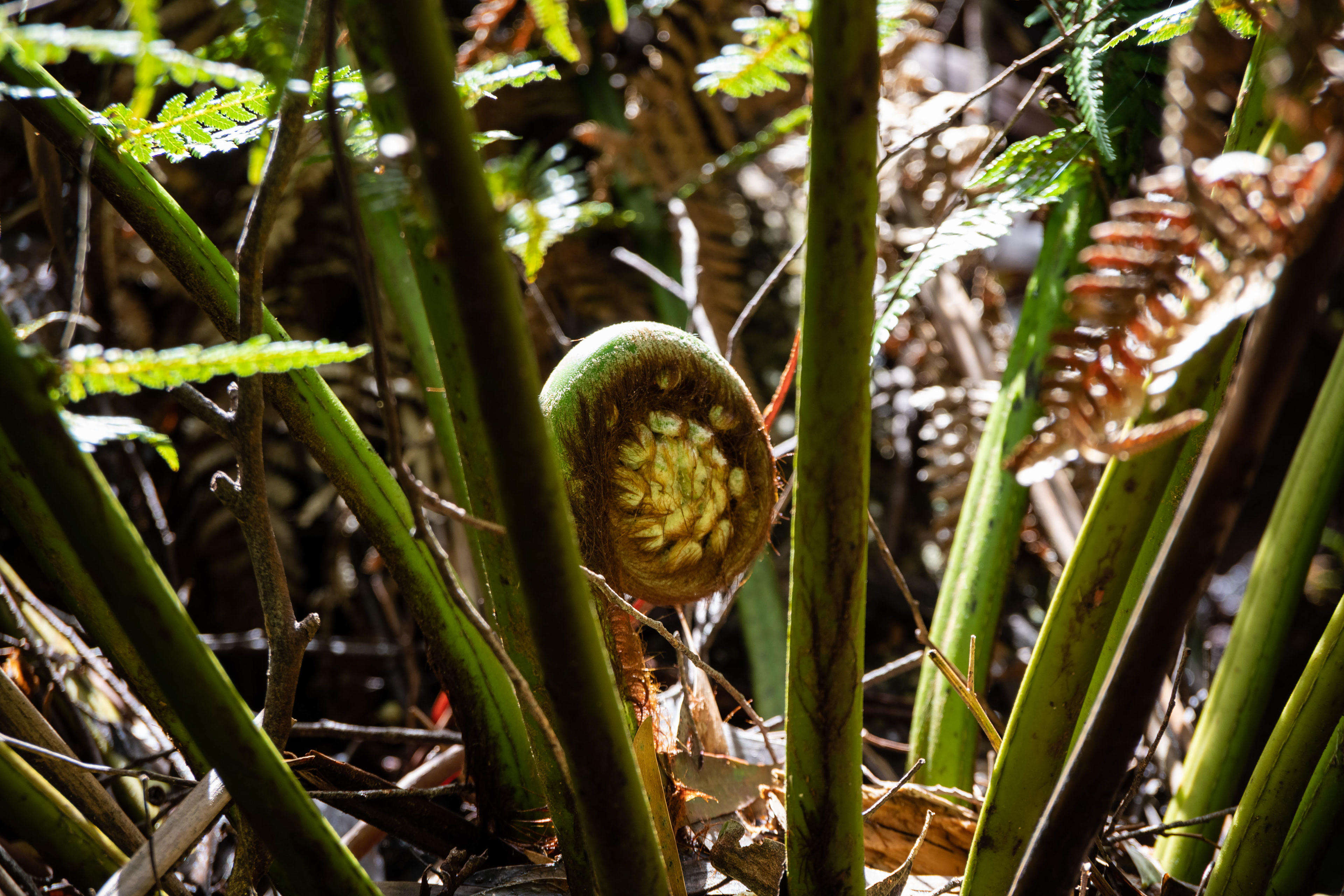 Great Otway National Park, Victoria, Australia