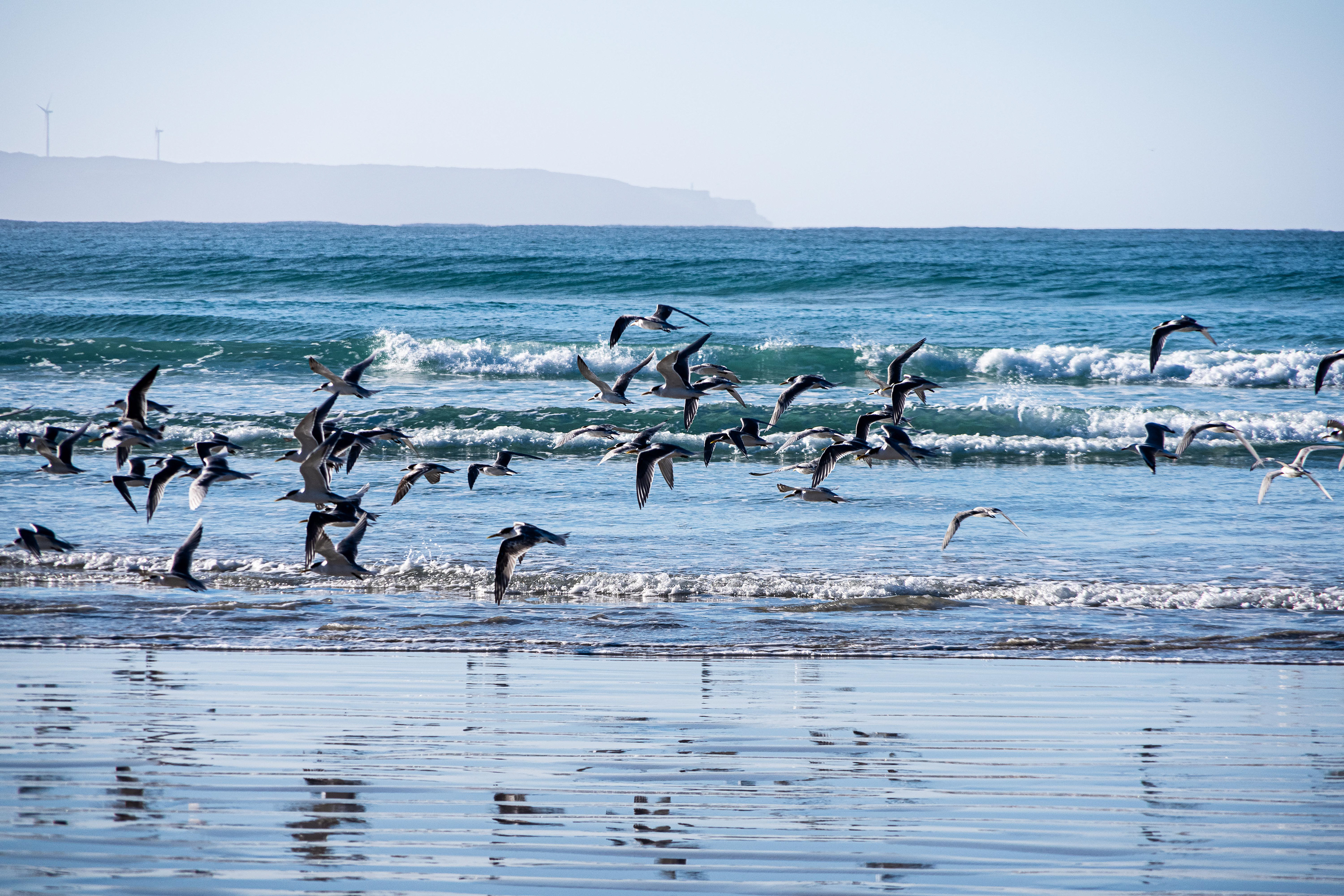 Terns, Bridgewater Bay, Victoria, Australia
