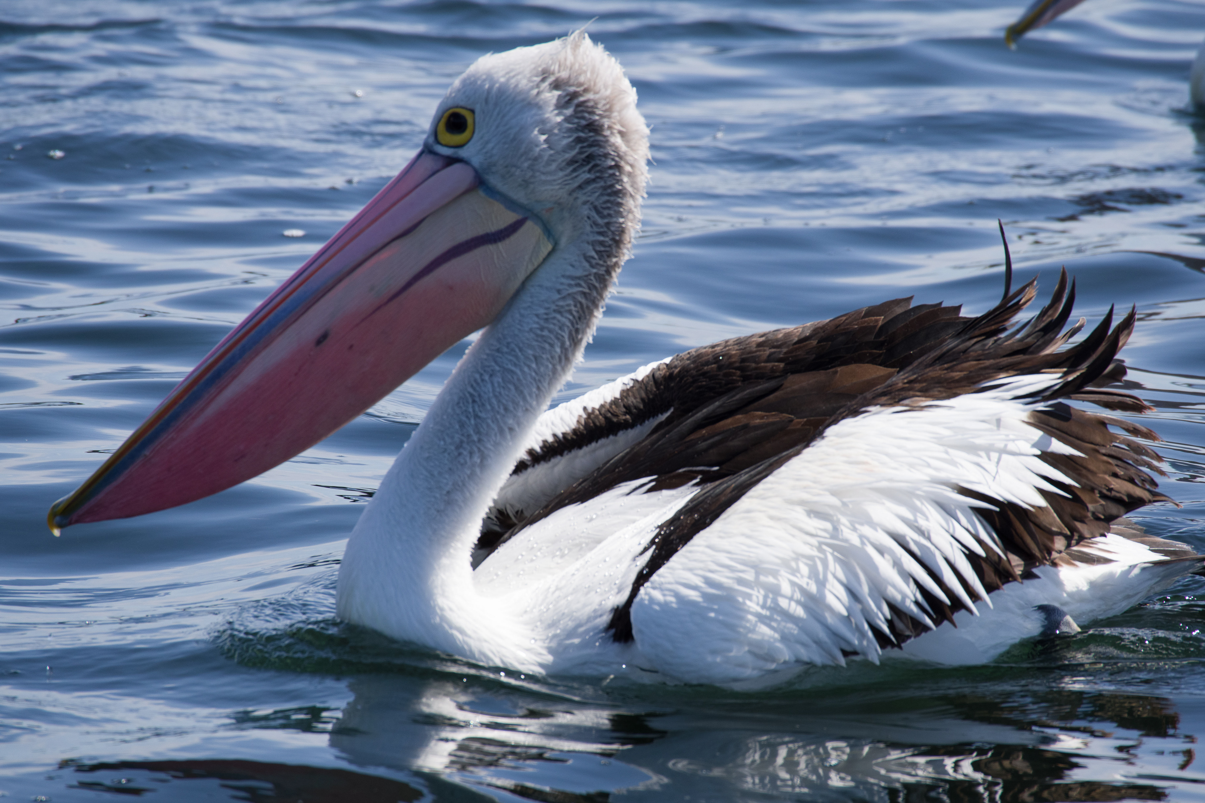 Australian Pelican, Queenscliff, Victoria, Australia