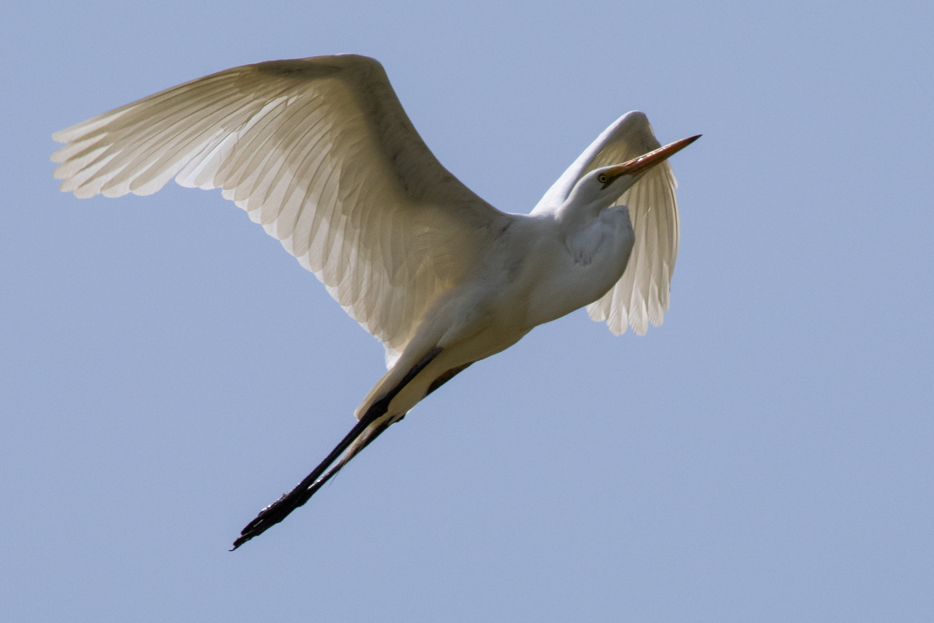 Eastern Great Egret, Ocean Grove, Victoria, Australia