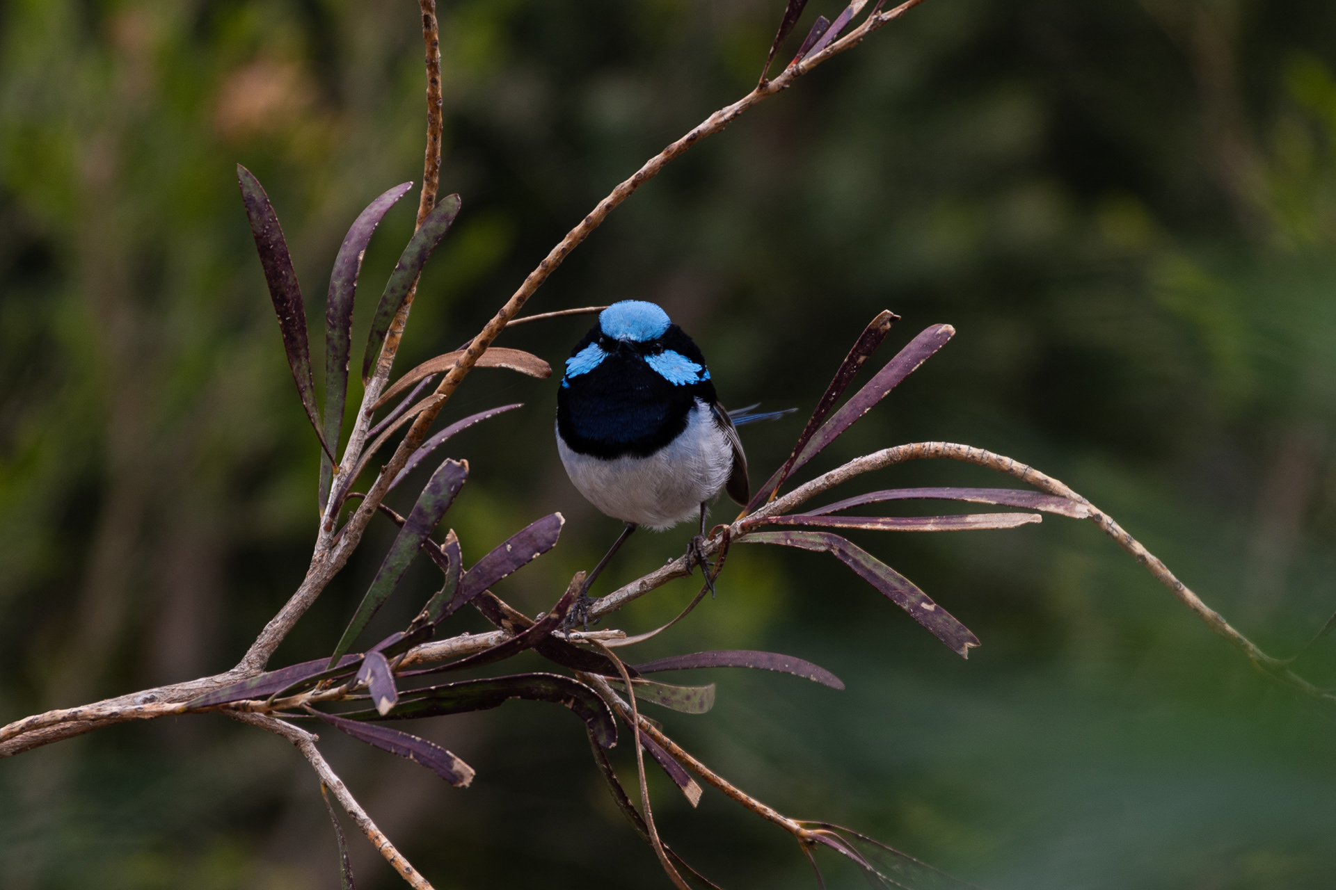 Superb Fairy Wren, Lake Connewarre, Victoria, Australia