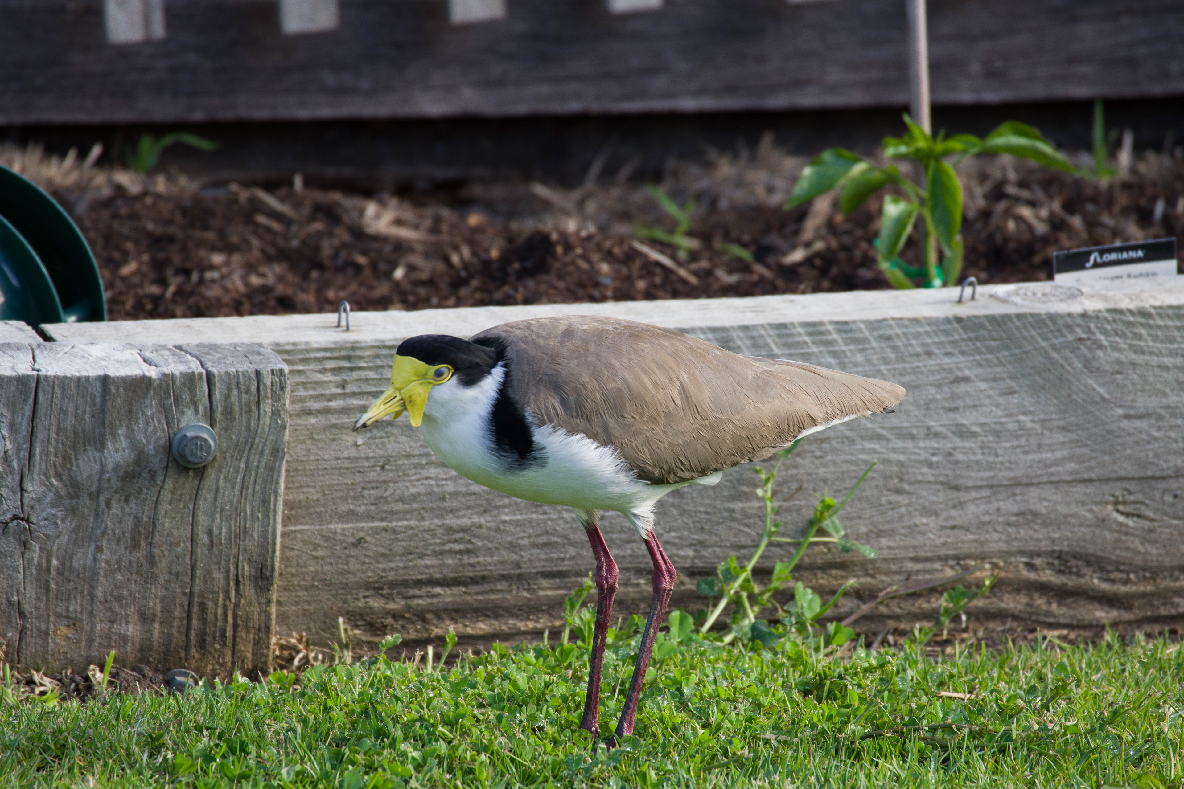 Masked Lapwing, Ocean Grove, Victoria, Australia