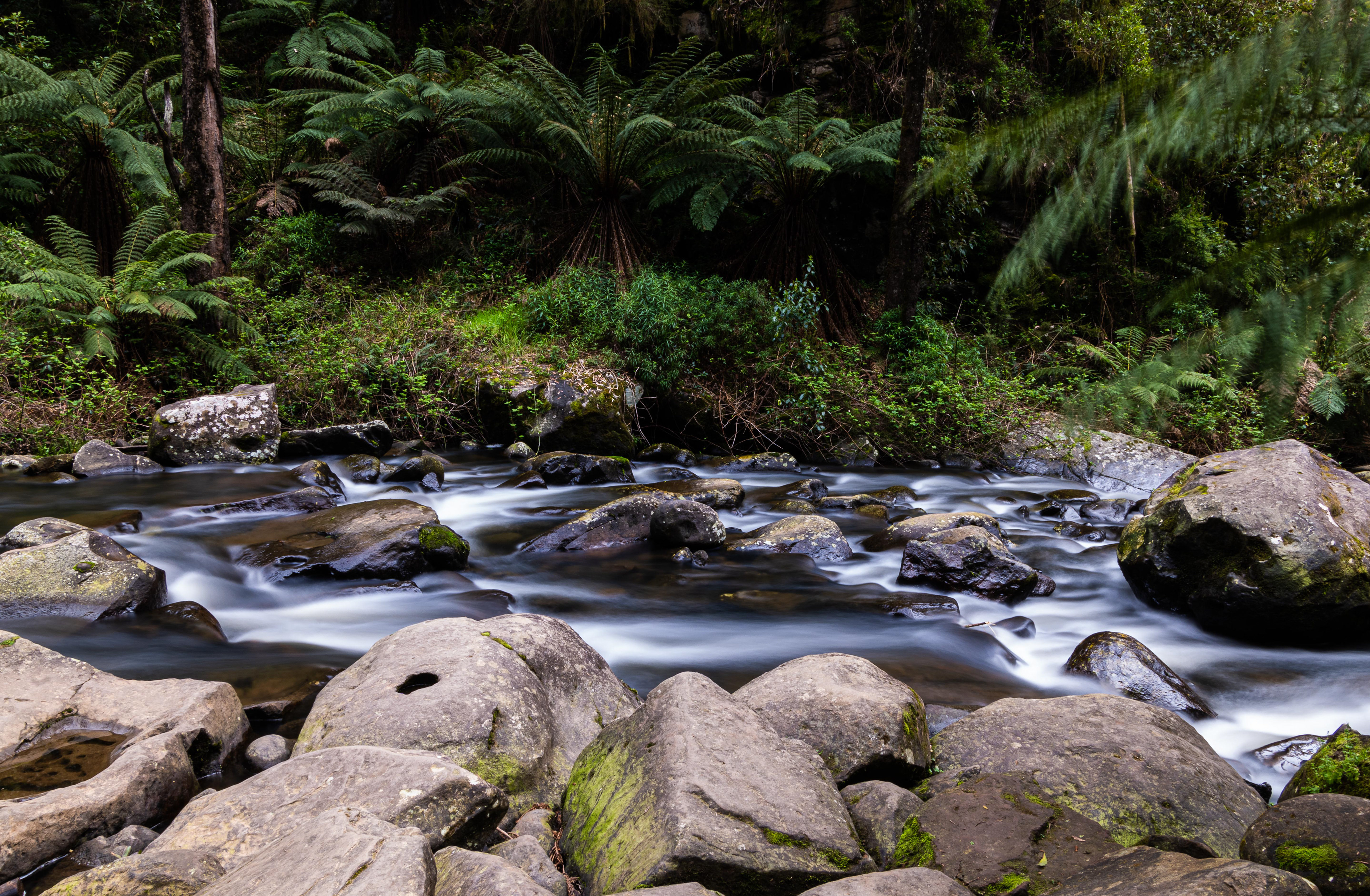 Gellibrand River, Great Otway National Park, Victoria, Australia