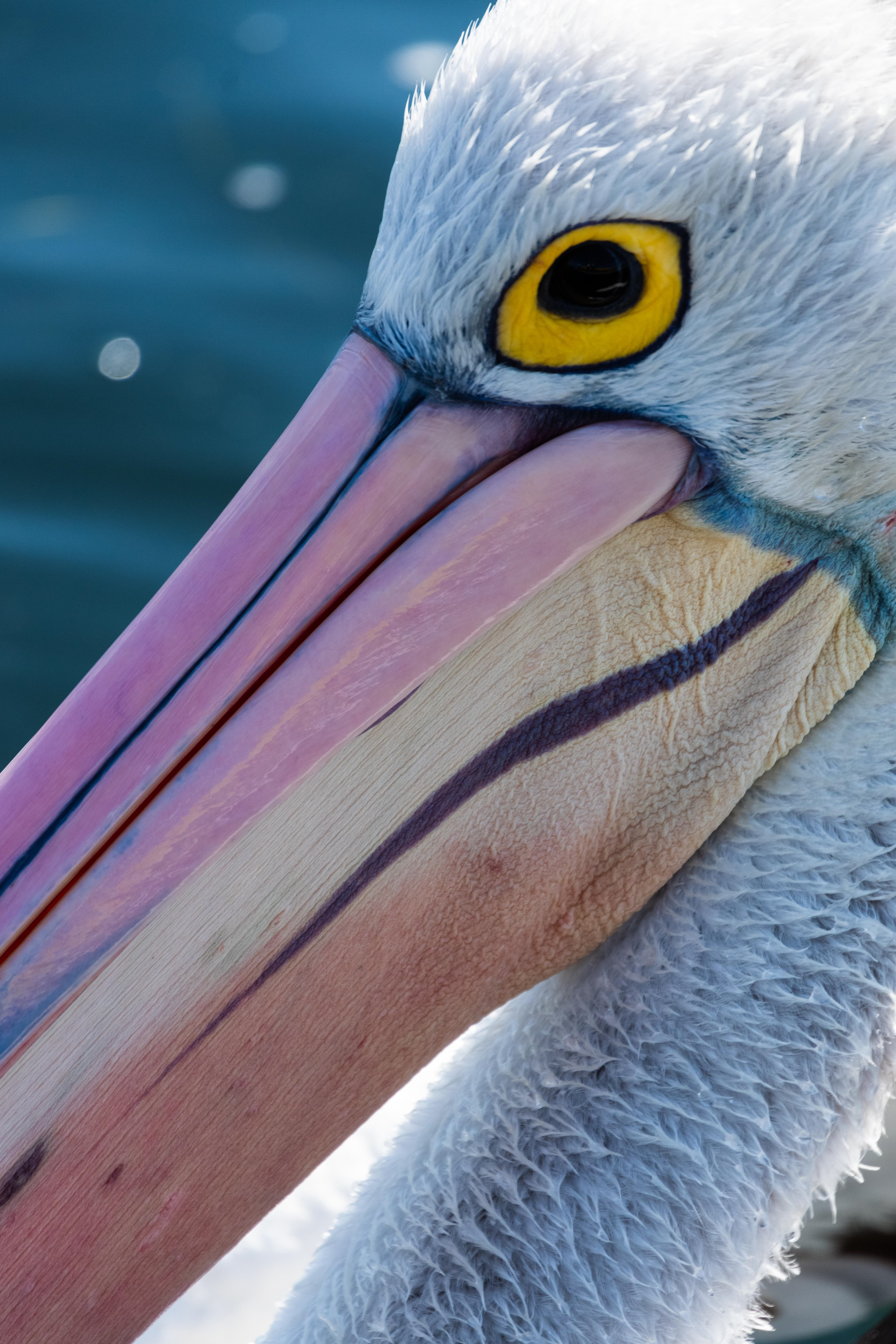 Australian Pelican, Queenscliff, Victoria, Australia
