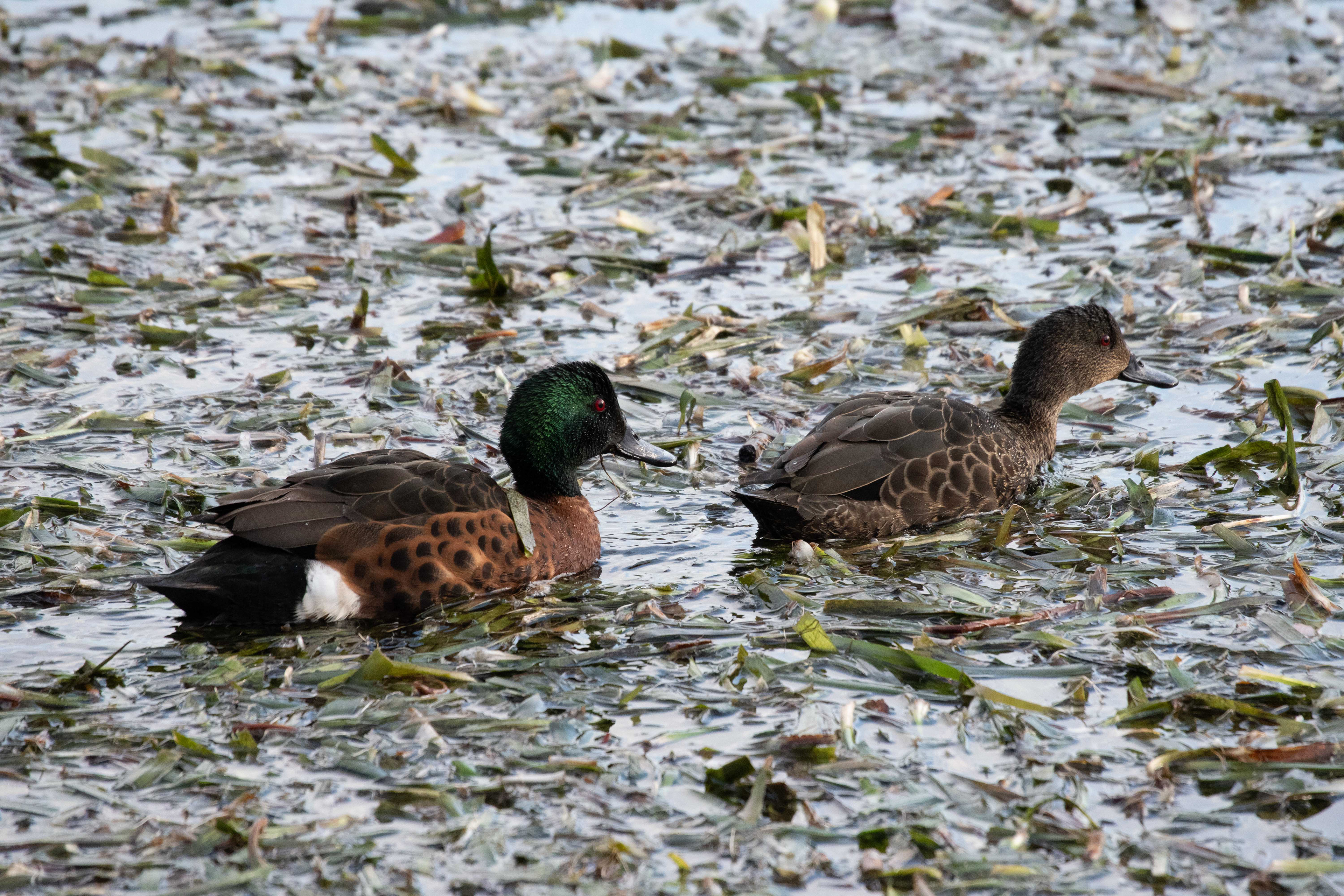 Chestnut Teal, Ocean Grove, Victoria, Australia