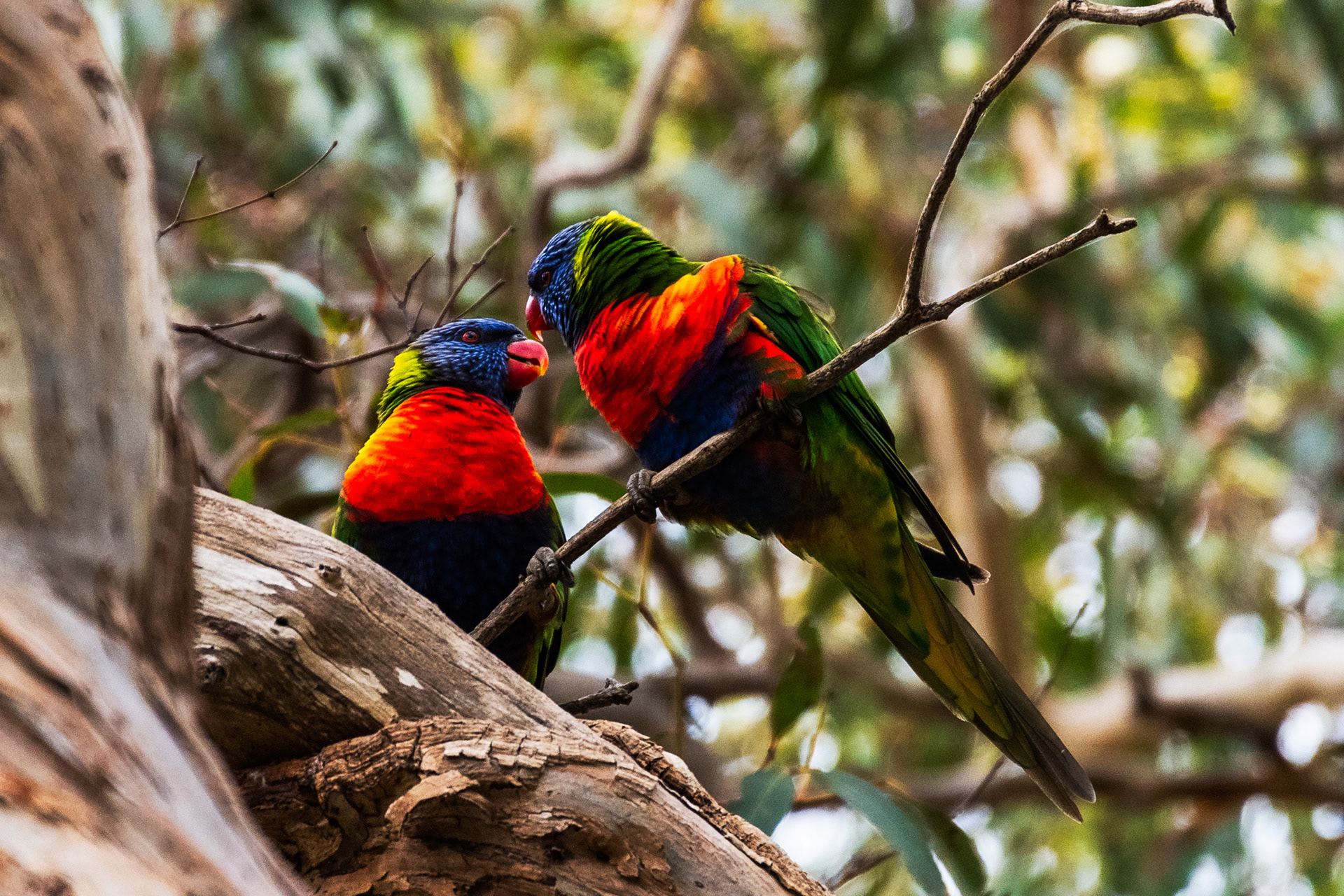 Rainbow Lorikeets, Ocean Grove, Victoria, Australia