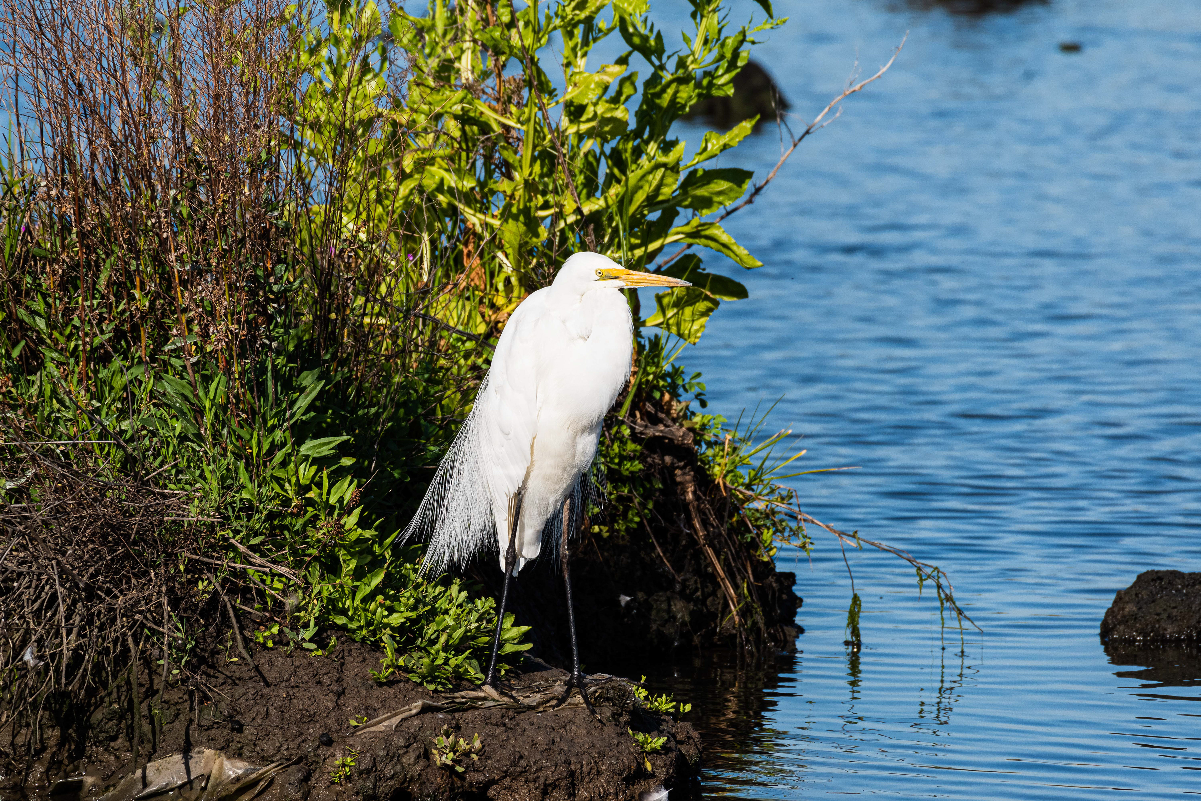 Eastern Great Egret, Altona, Victoria, Australia