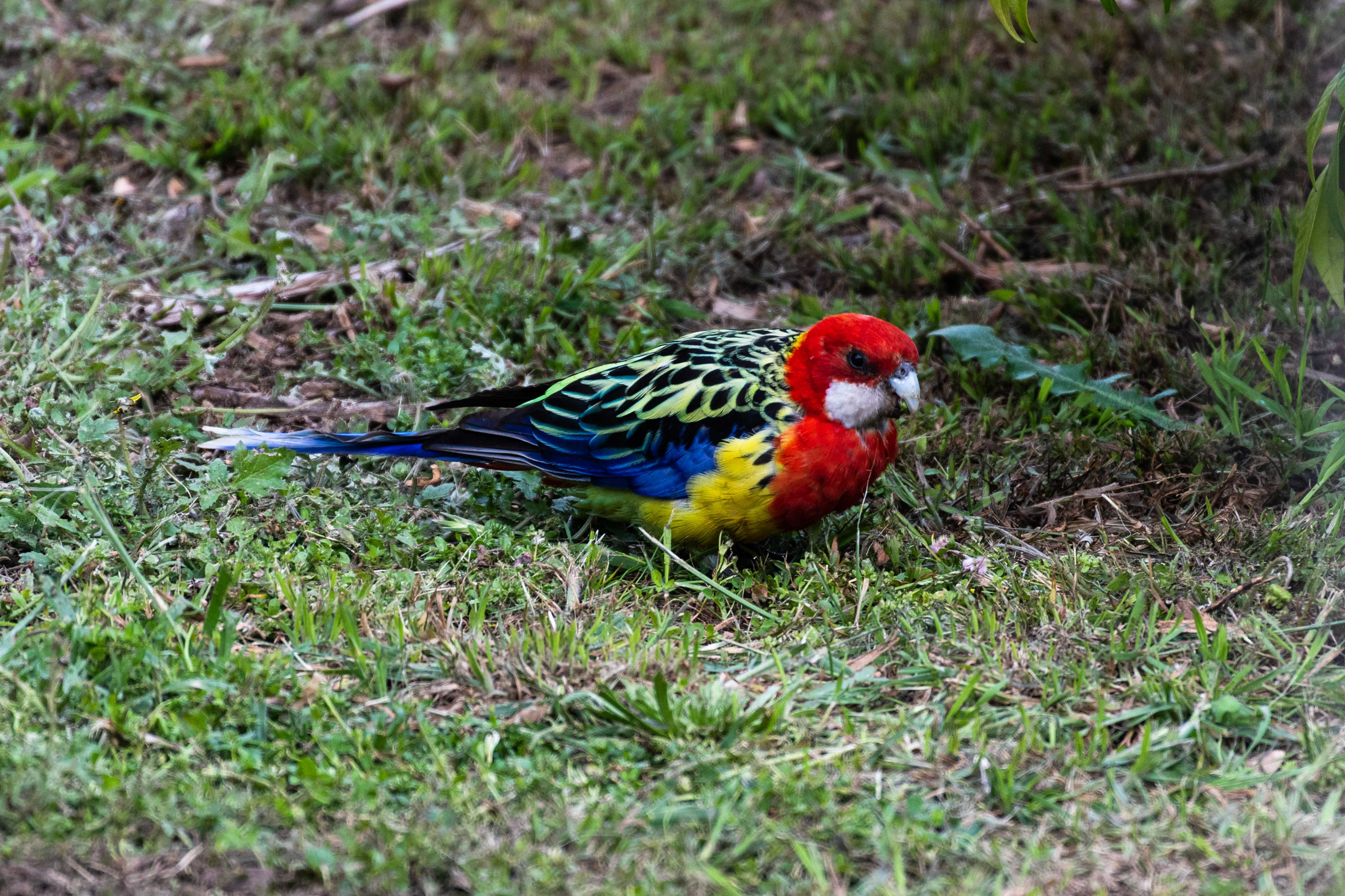Eastern Rosella, Ocean Grove, Victoria, Australia