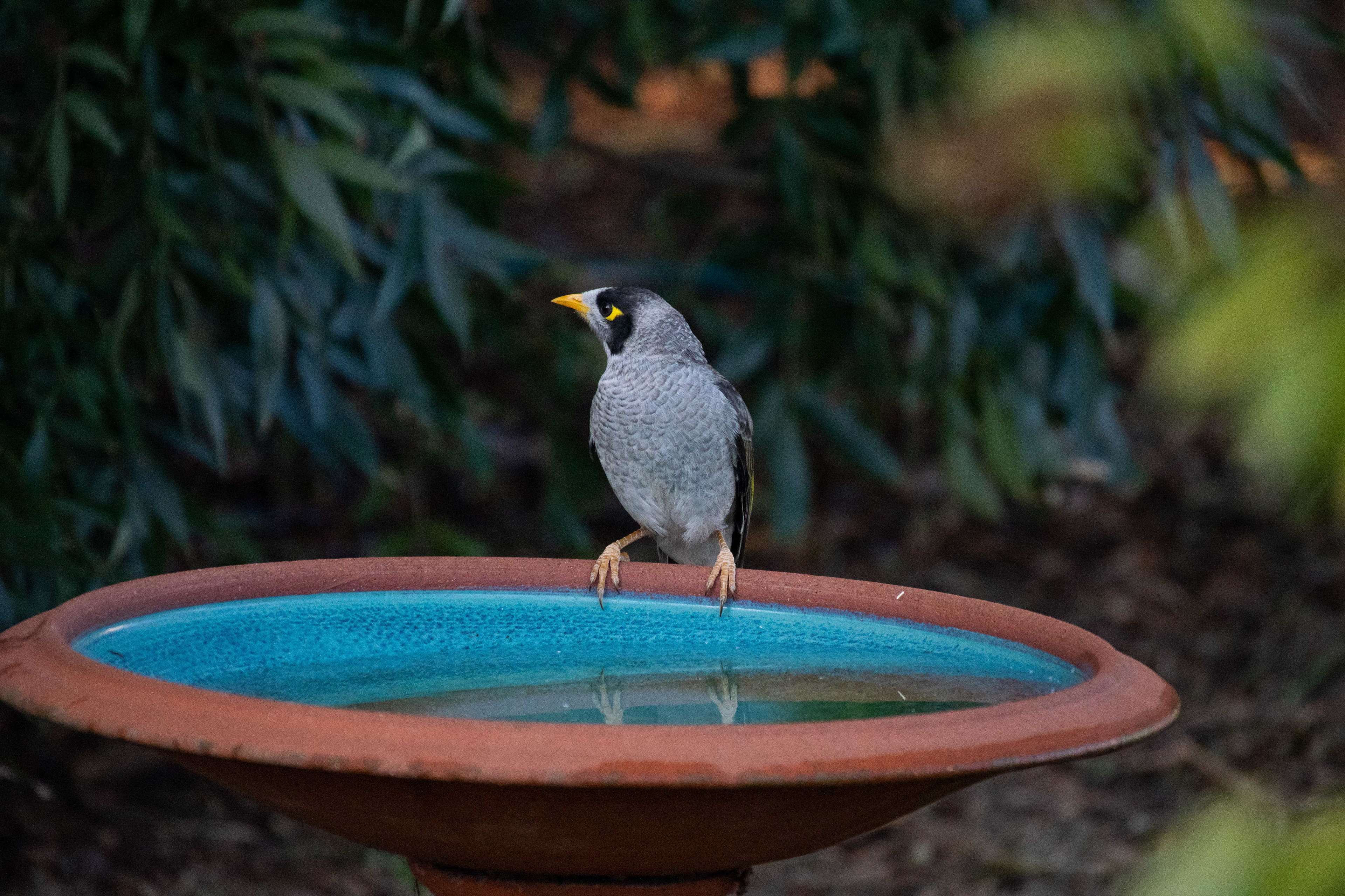 Noisy Miner, Ocean Grove, Victoria, Australia