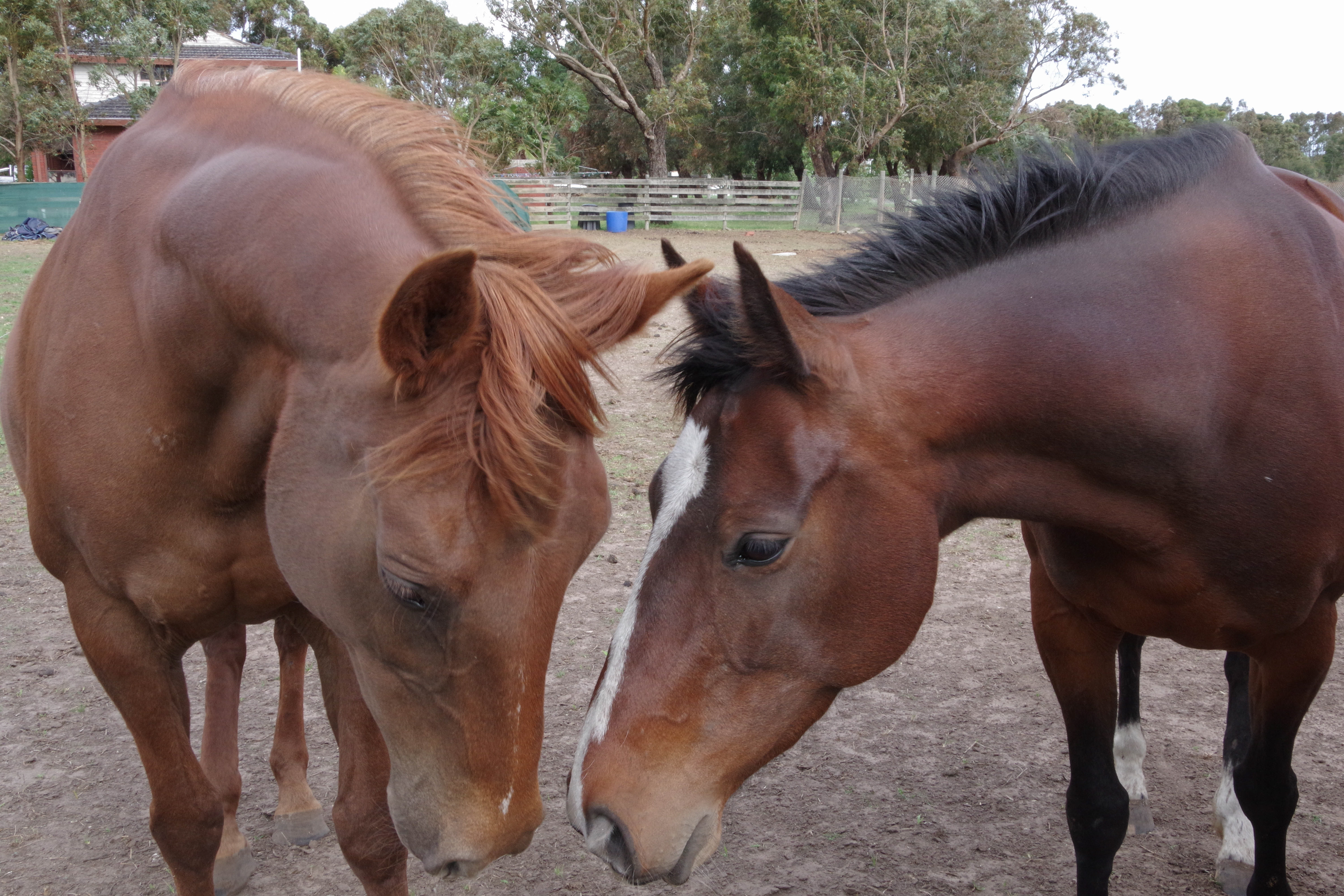 Ocean Grove, Victoria, Australia