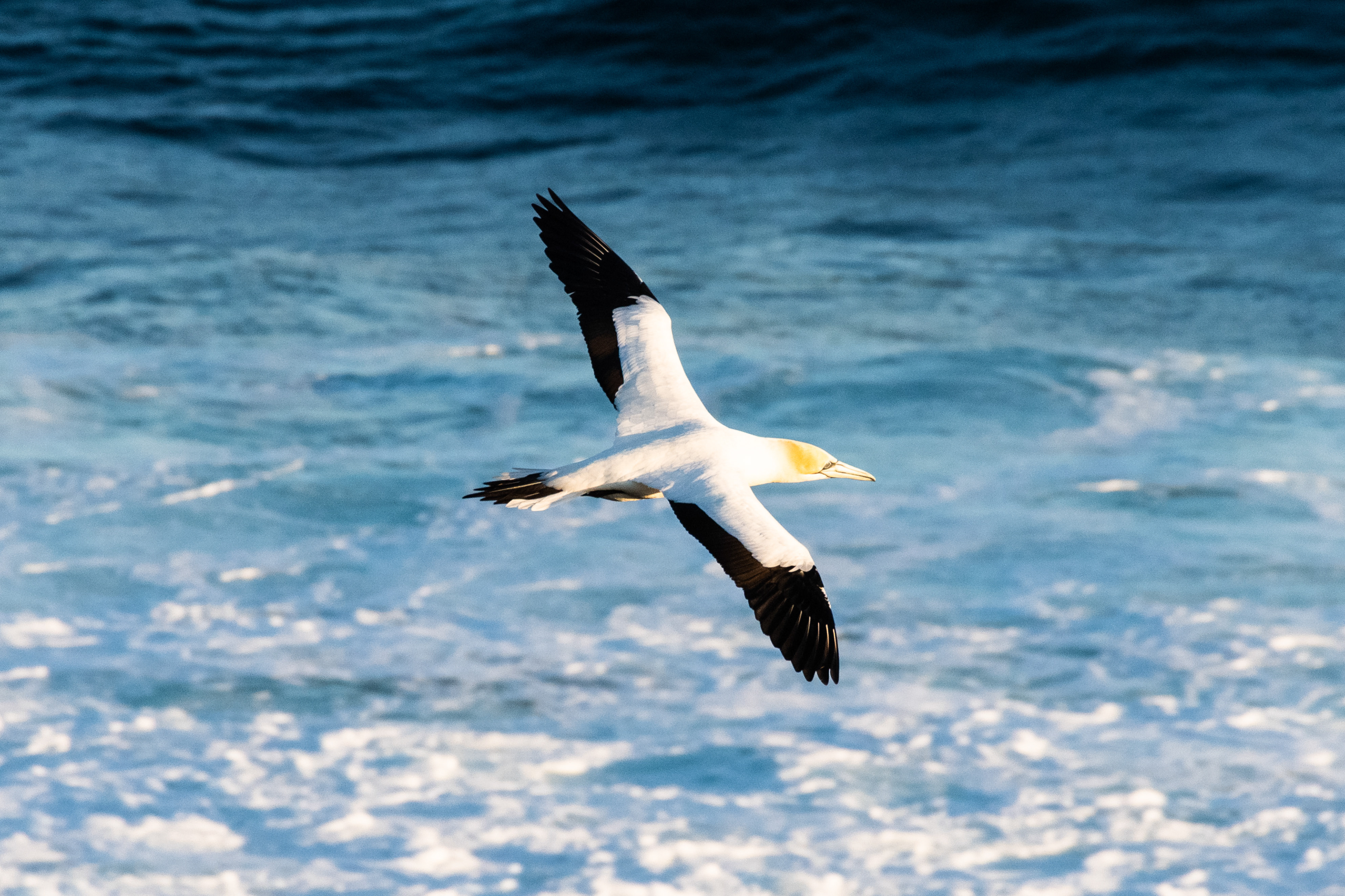 Australasian Gannet, Portland, Victoria, Australia