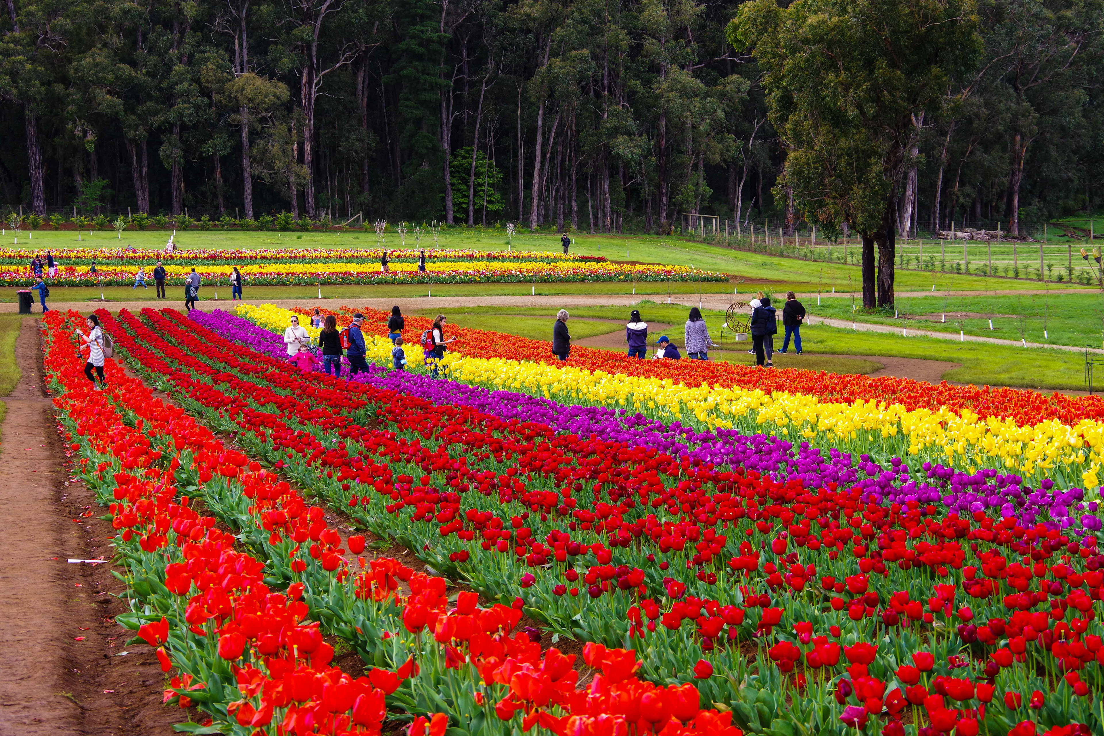Tesselaars Tulip Festival, Olinda, Victoria, Australia