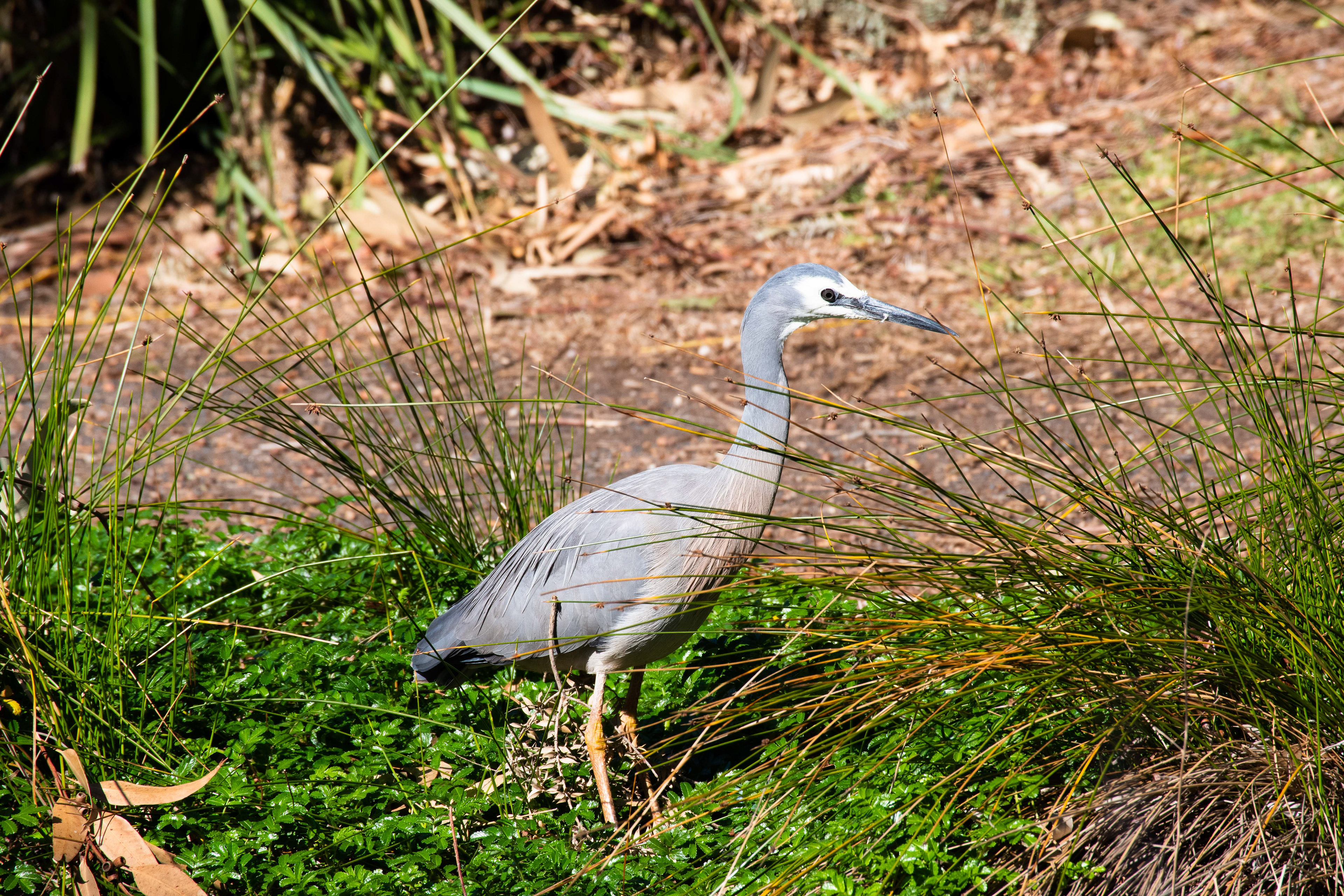 White Faced Heron, Ocean Grove, Victoria, Australia