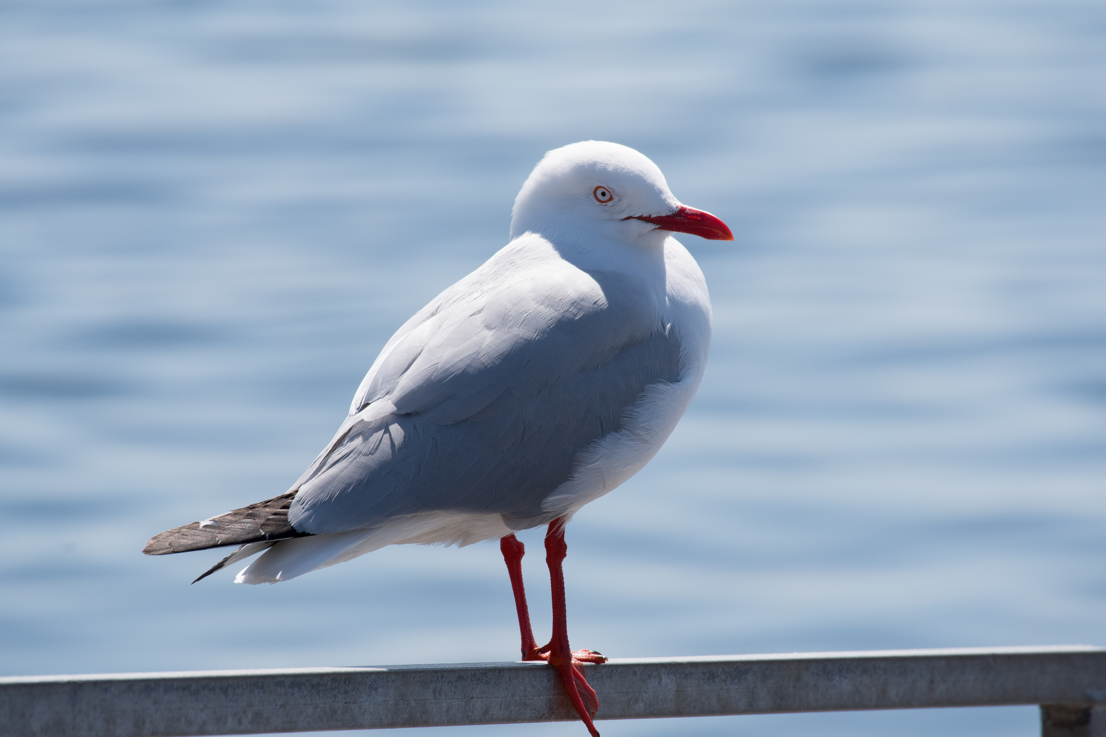 Silver Gull