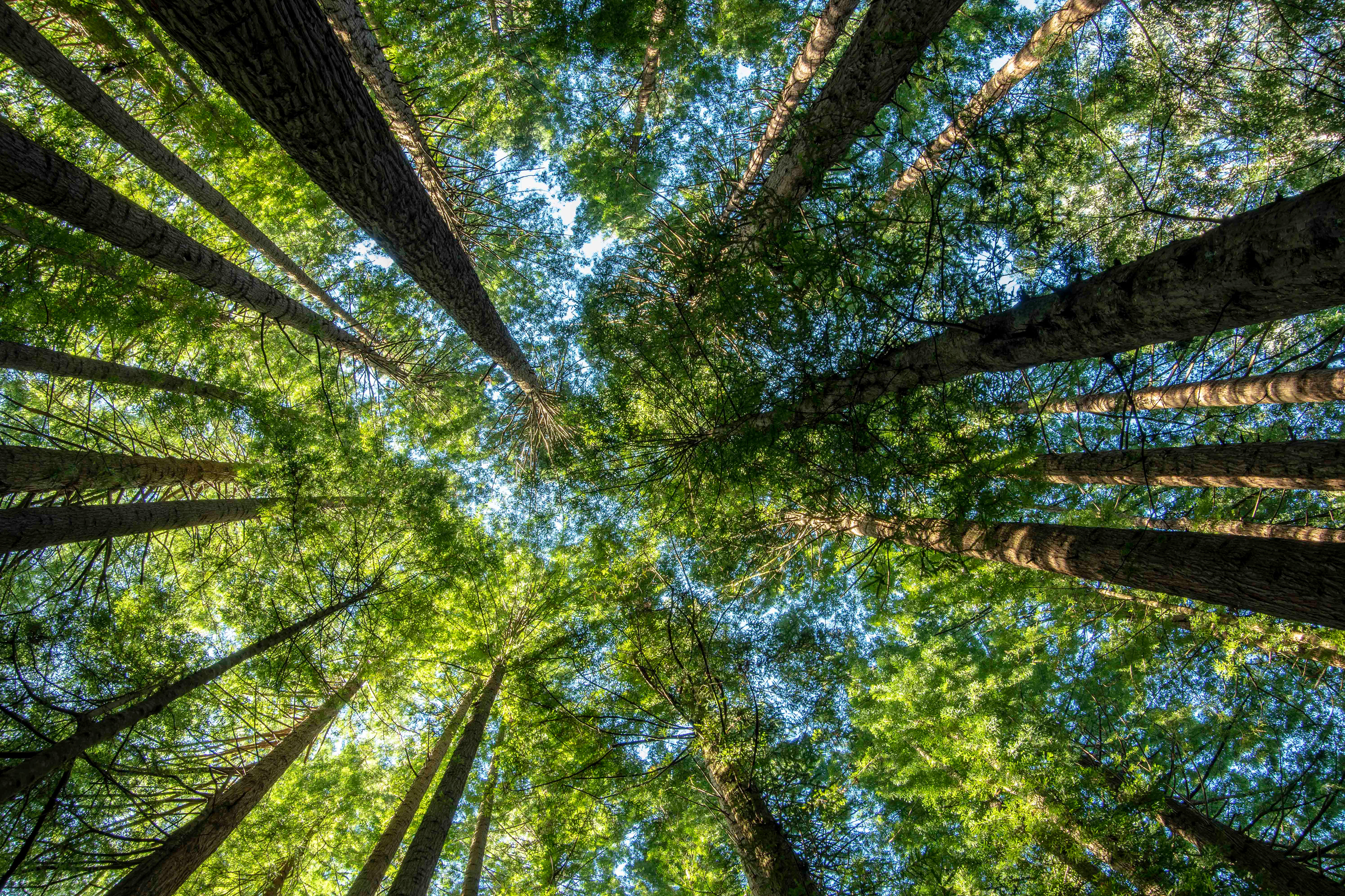Redwood Forest, Great Otway National Park, Victoria, Australia