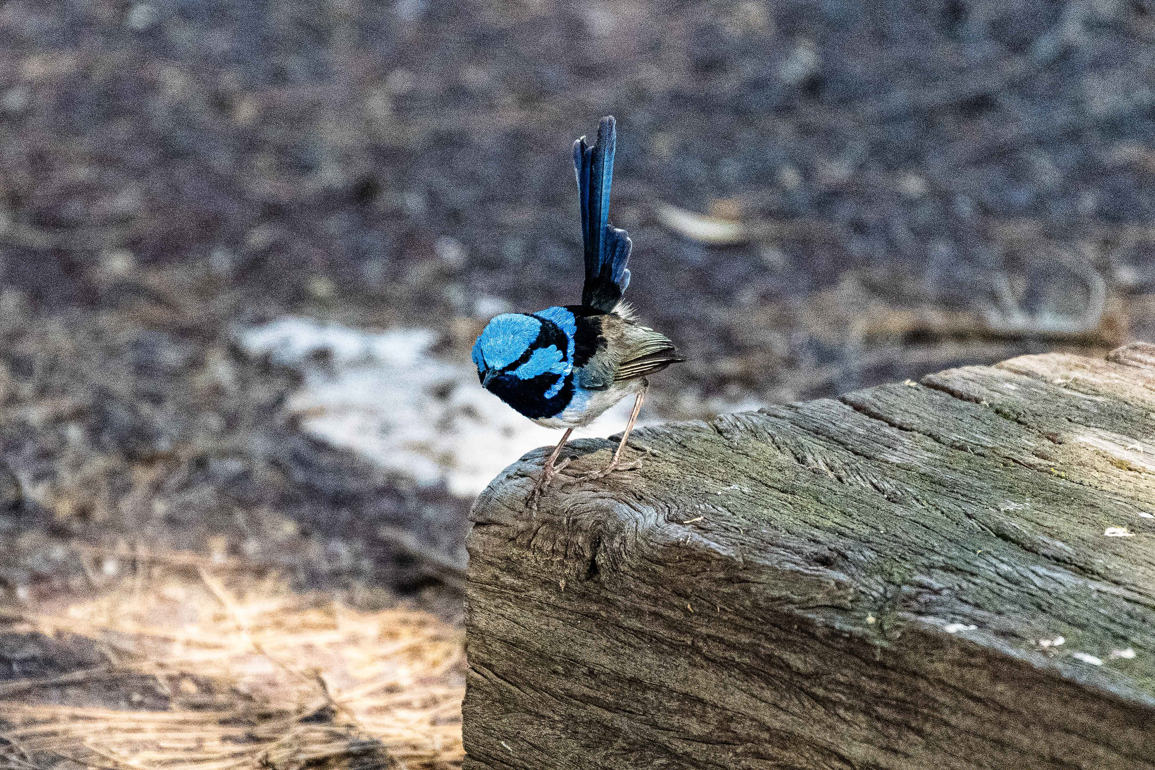 Superb Fairy Wren, Point Cook Coastal Park, Victoria, Australia