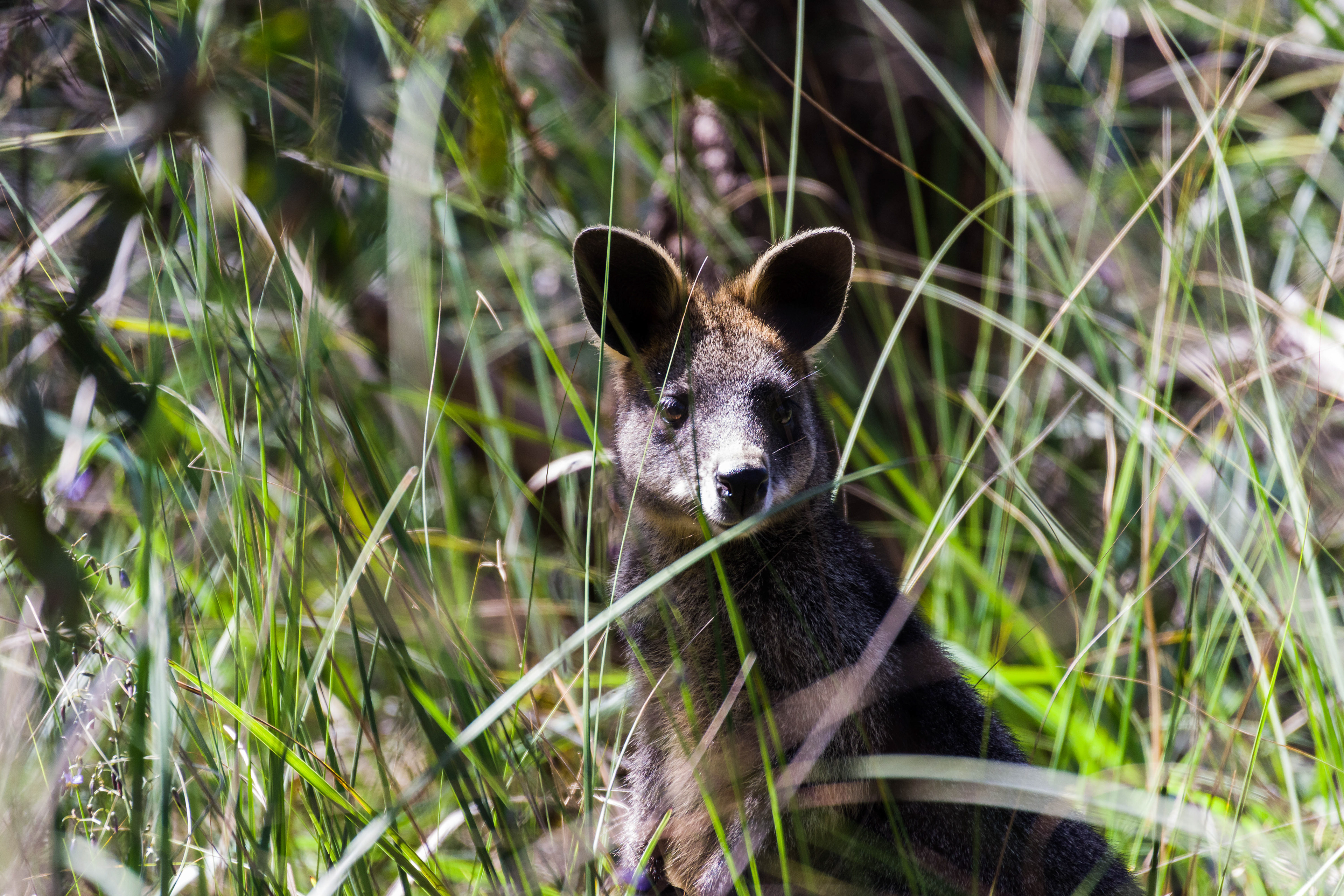 Wallaby. Ocean Grove, Victoria, Australia