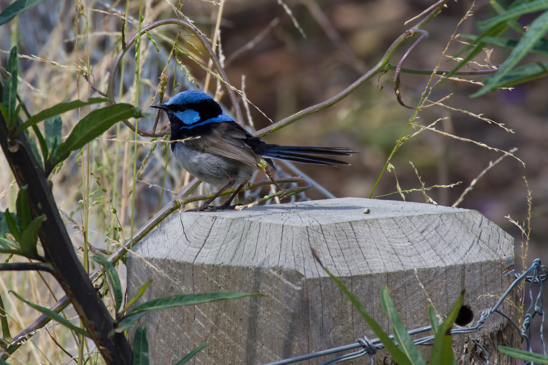 Superb Fairy Wren, Lake Connewarre, Victoria, Australia