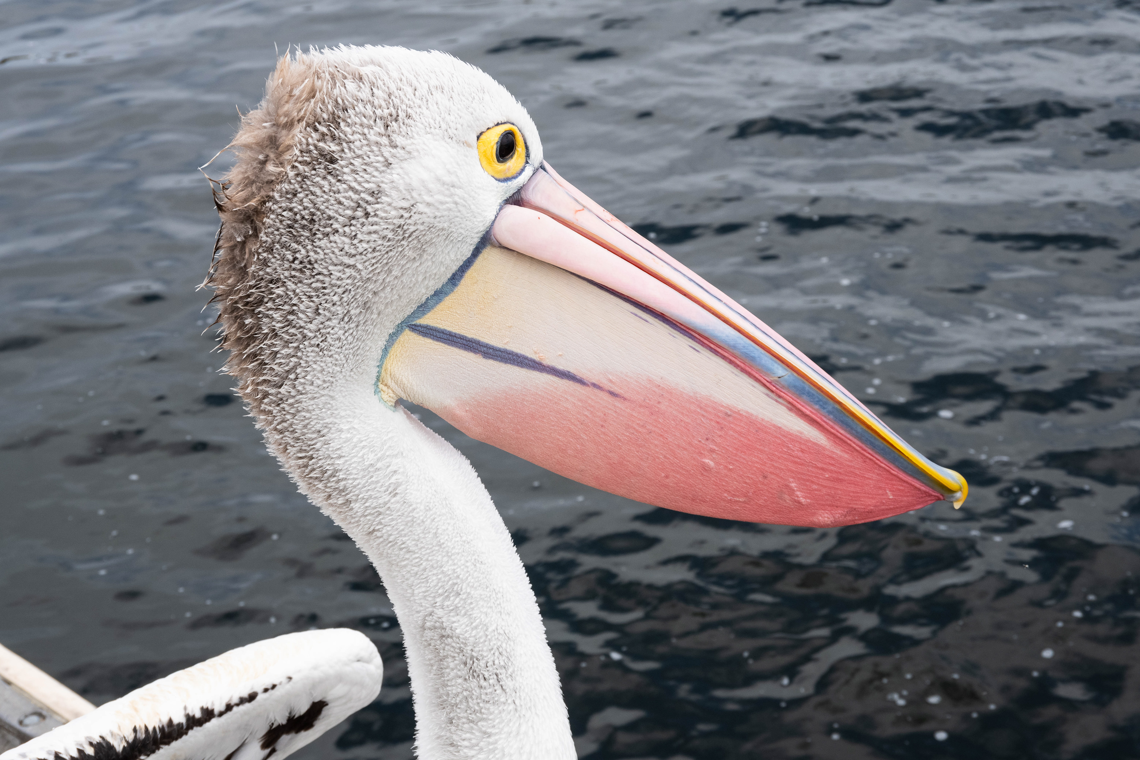 Australian Pelican, Queenscliff, Victoria, Australia