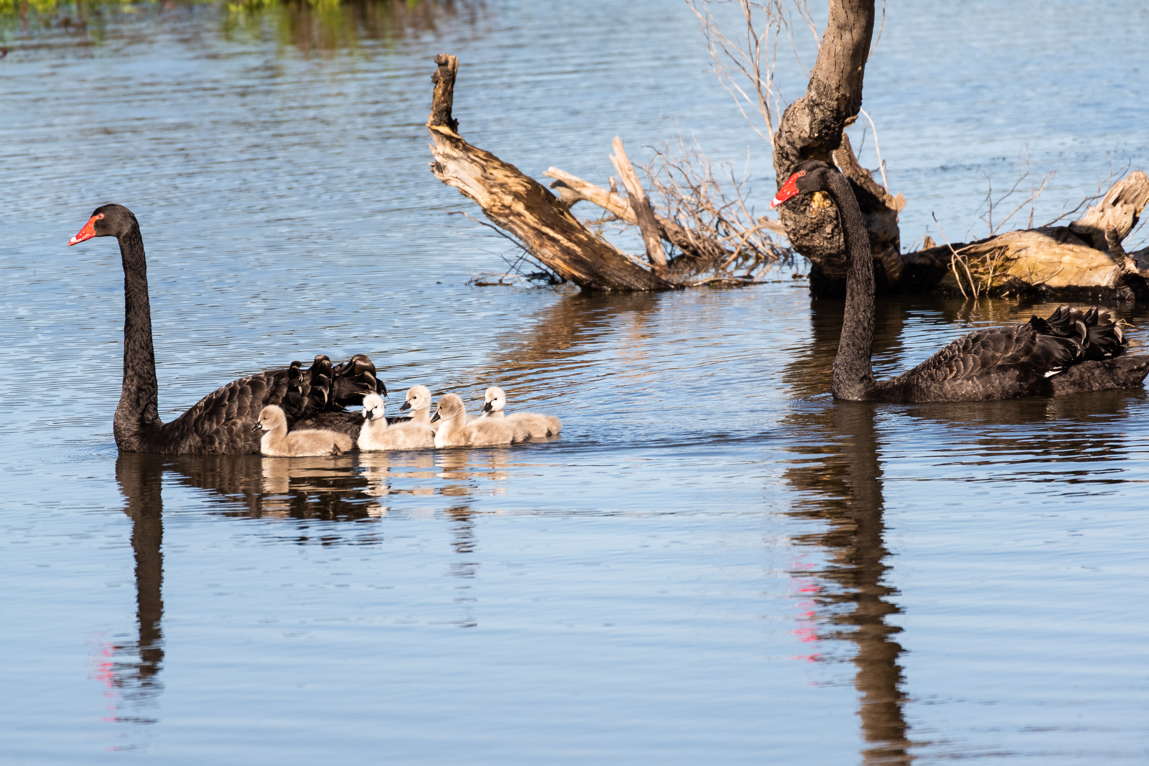 Black Swan Family, Lake Lorne, Drysdale, Victoria, Australia