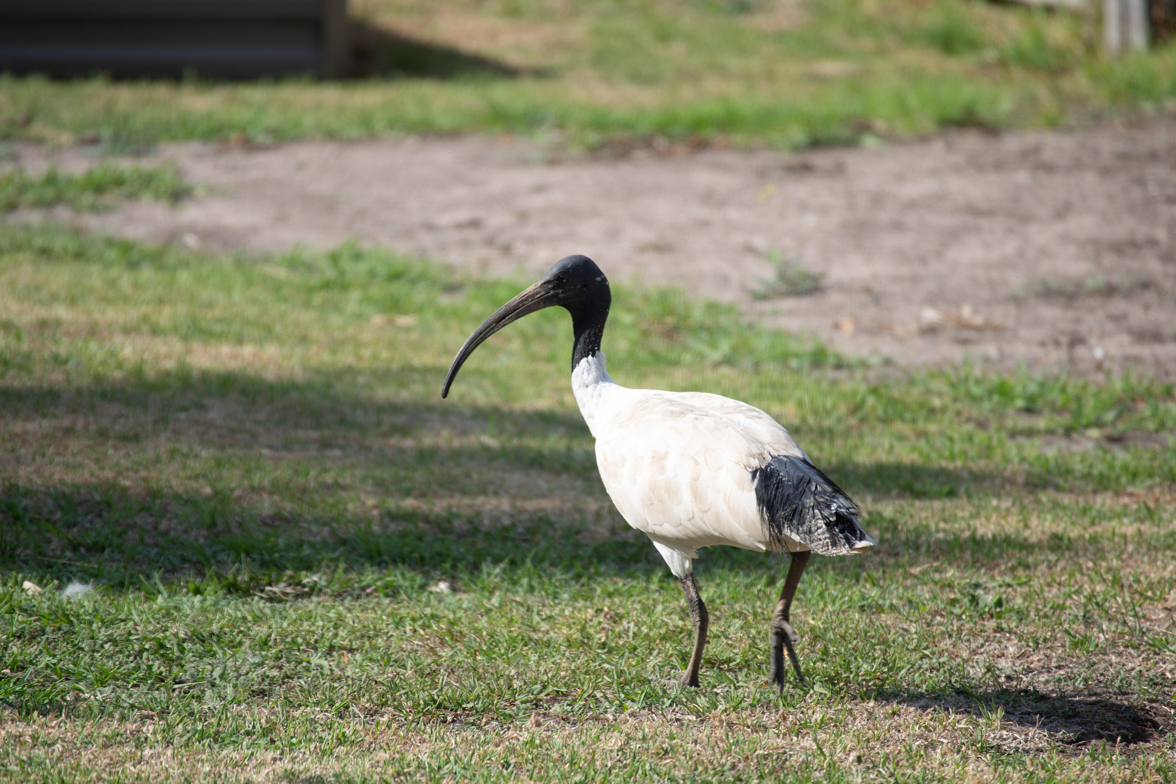 Ibis, Ocean Grove, Victoria, Australia