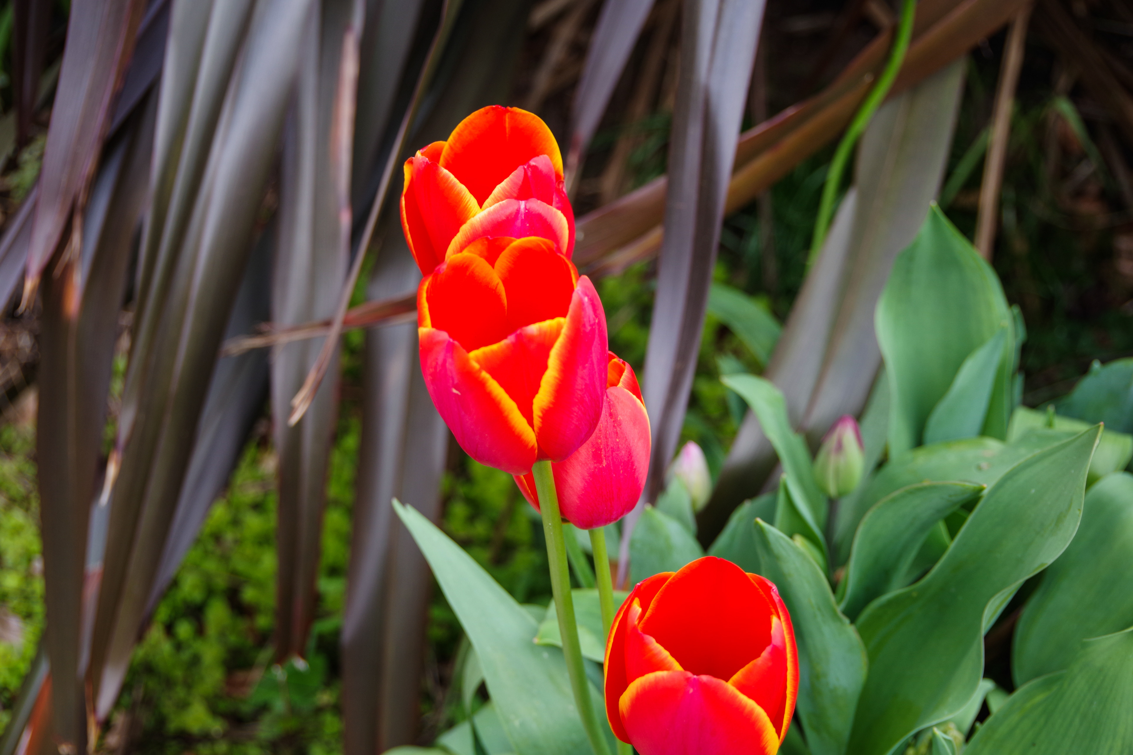 Tesselaars Tulip Festival, Olinda, Victoria, Australia