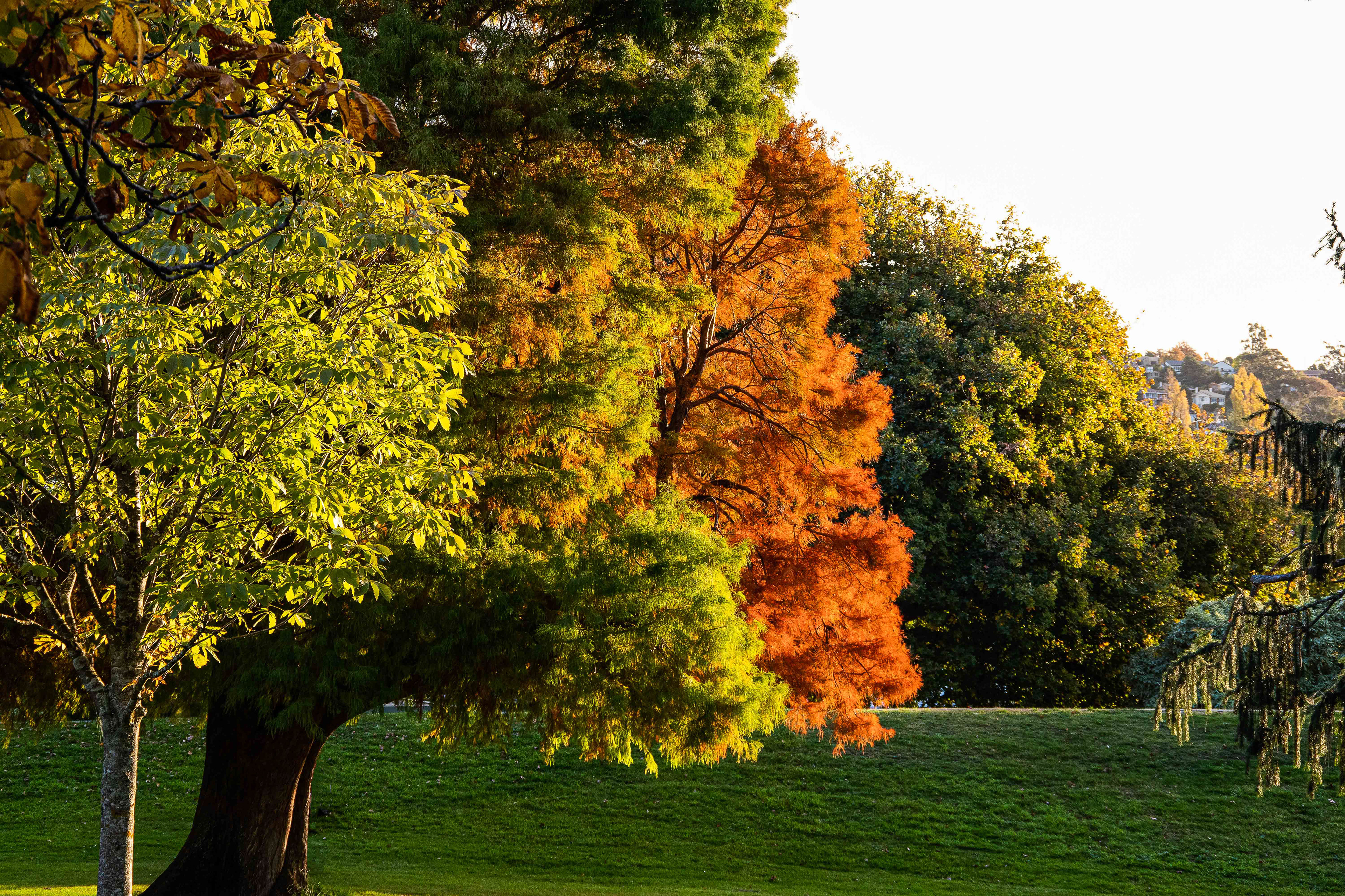 Launceston, Tasmania, Australia