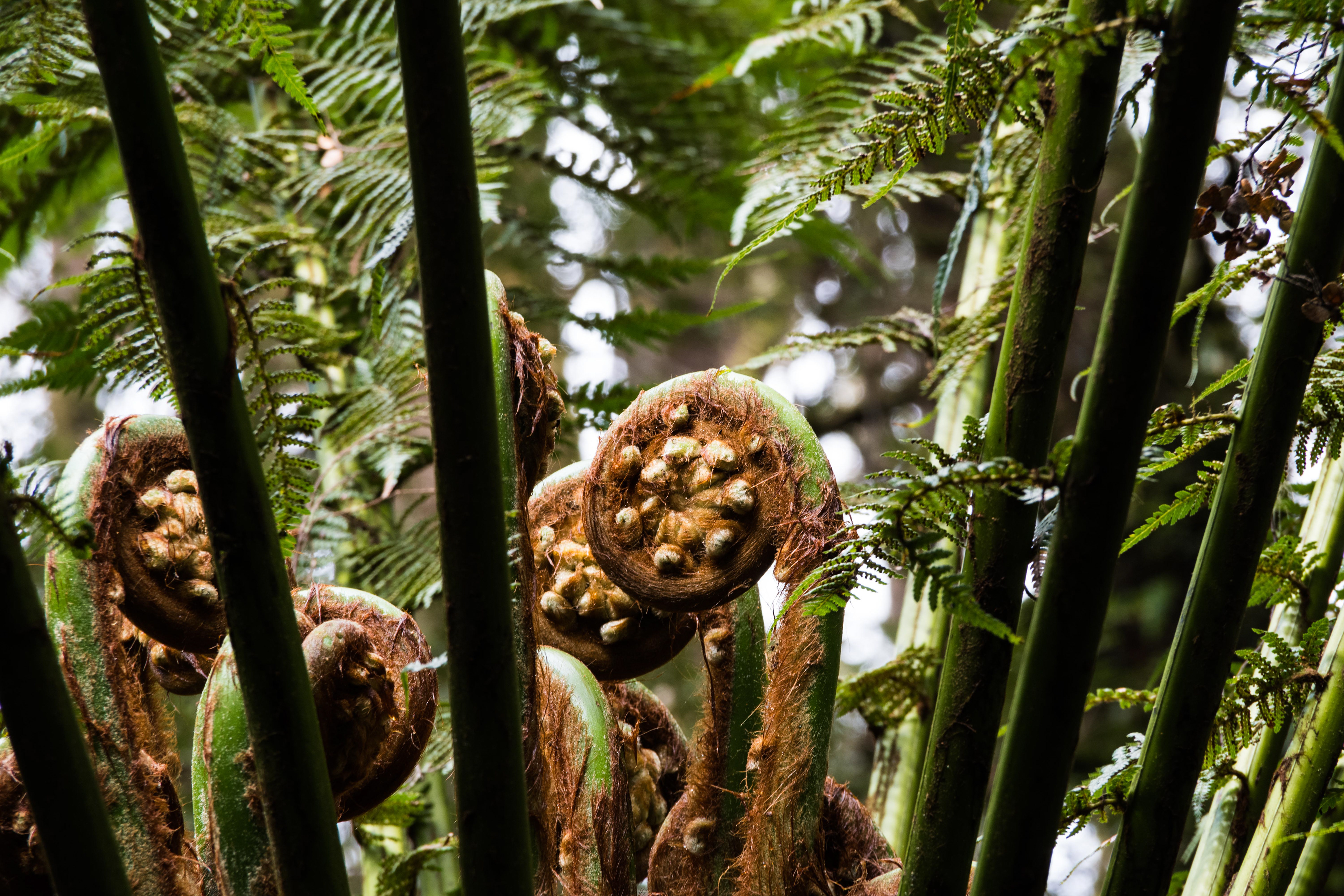 Great Otway National Park, Victoria, Australia