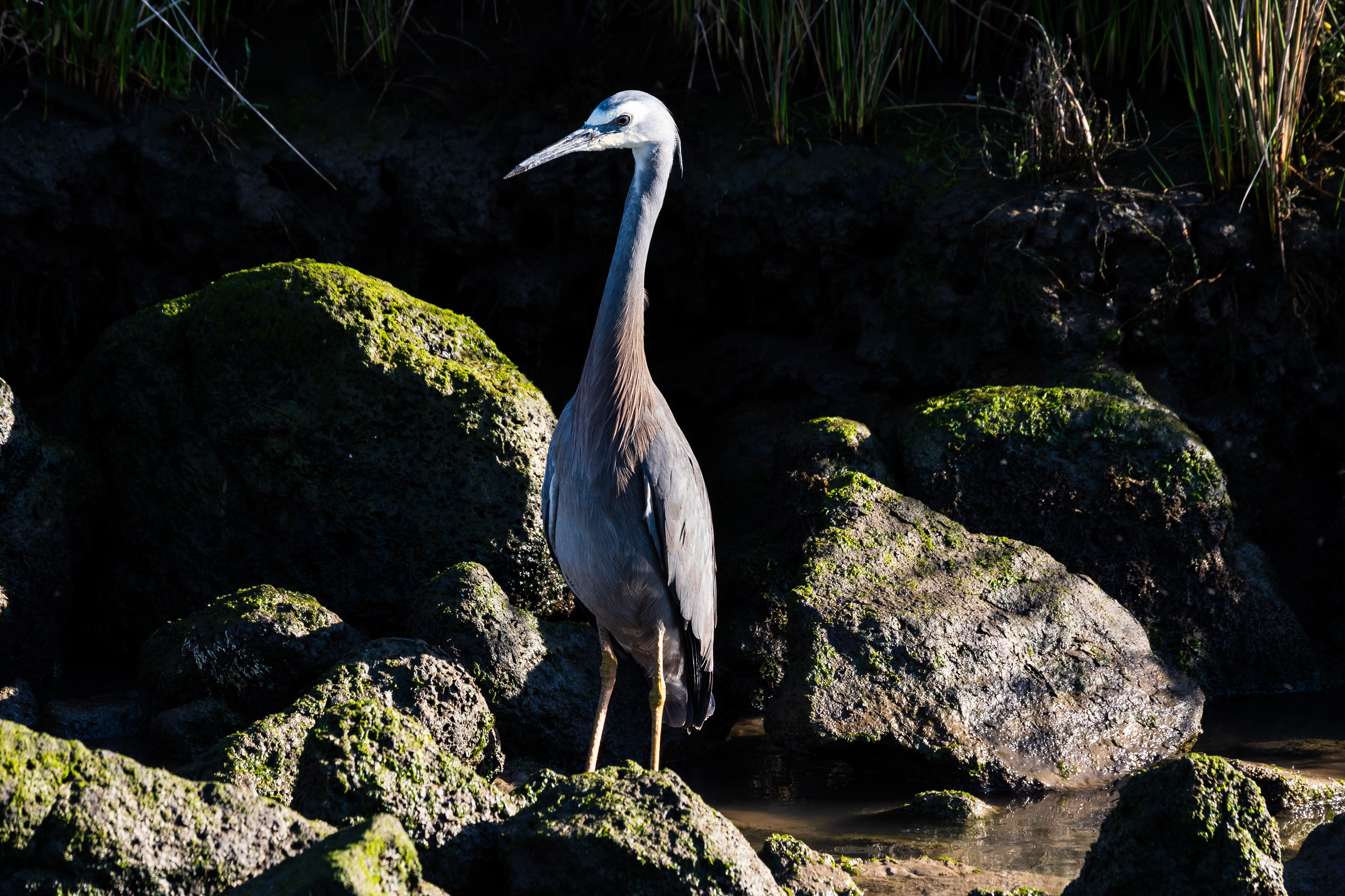White Faced Heron, Altona, Victoria, Australia