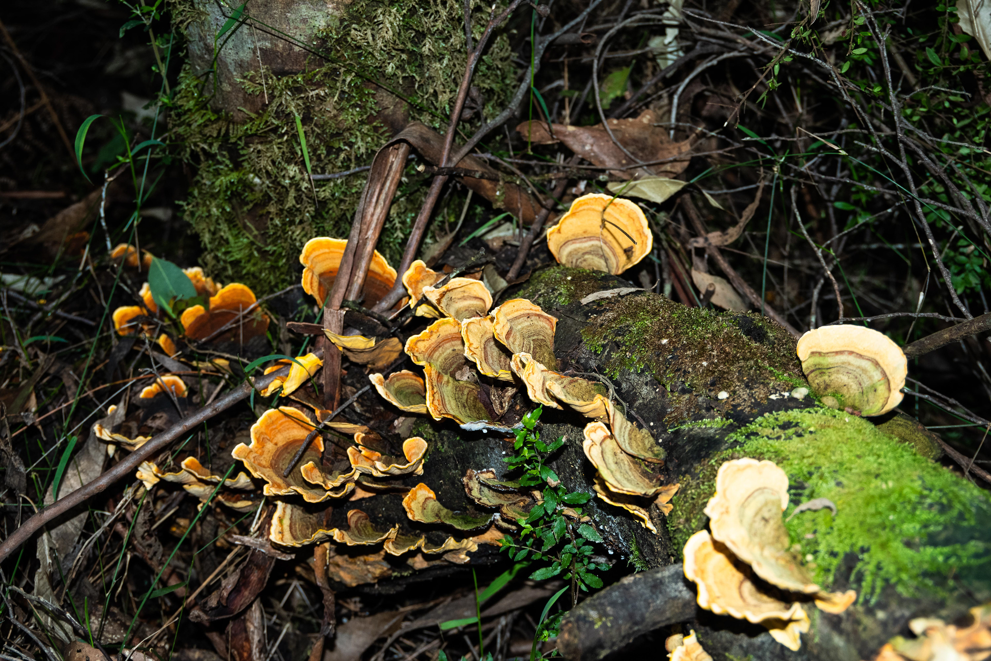 Great Otway National Park, Victoria, Australia