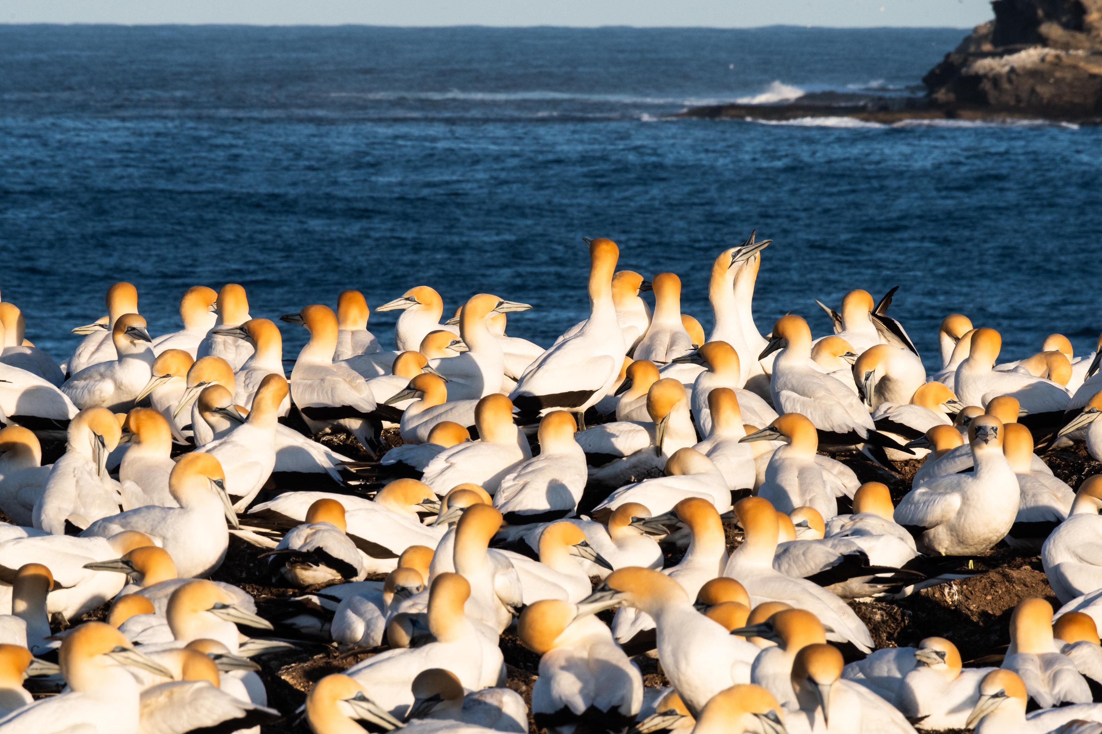 Australasian Gannet Colony, Portland, Victoria, Australia