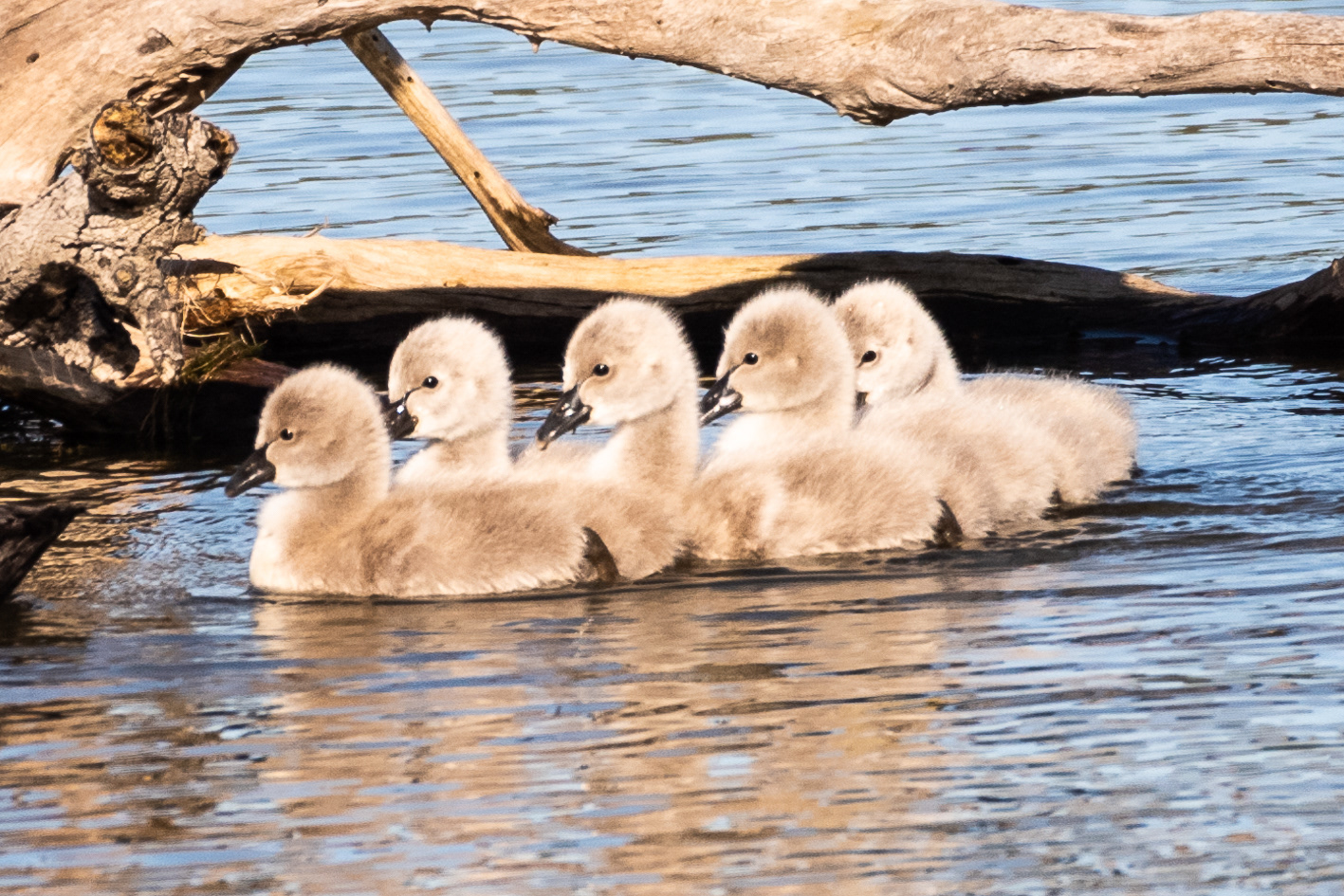 Black Swan Cygnets, Lake Lorne, Drysdale, Victoria, Australia