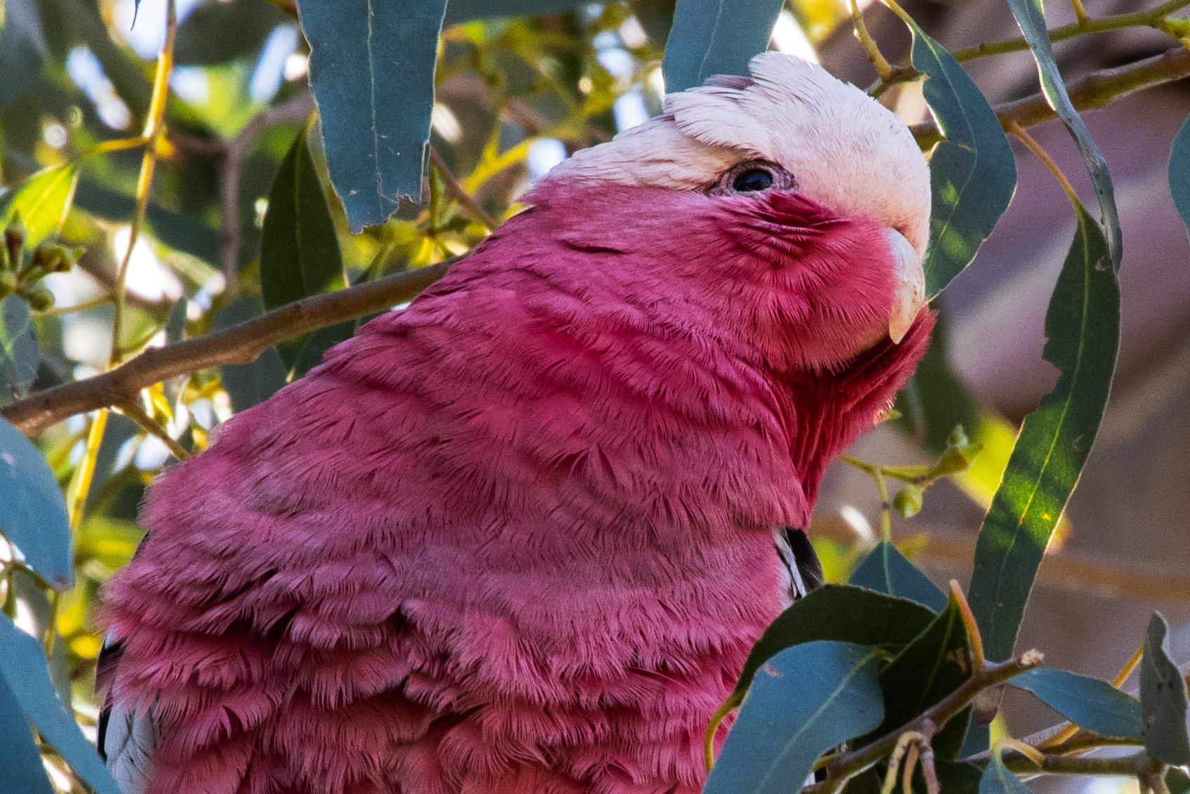 Galah, Ocean Grove, Victoria, Australia