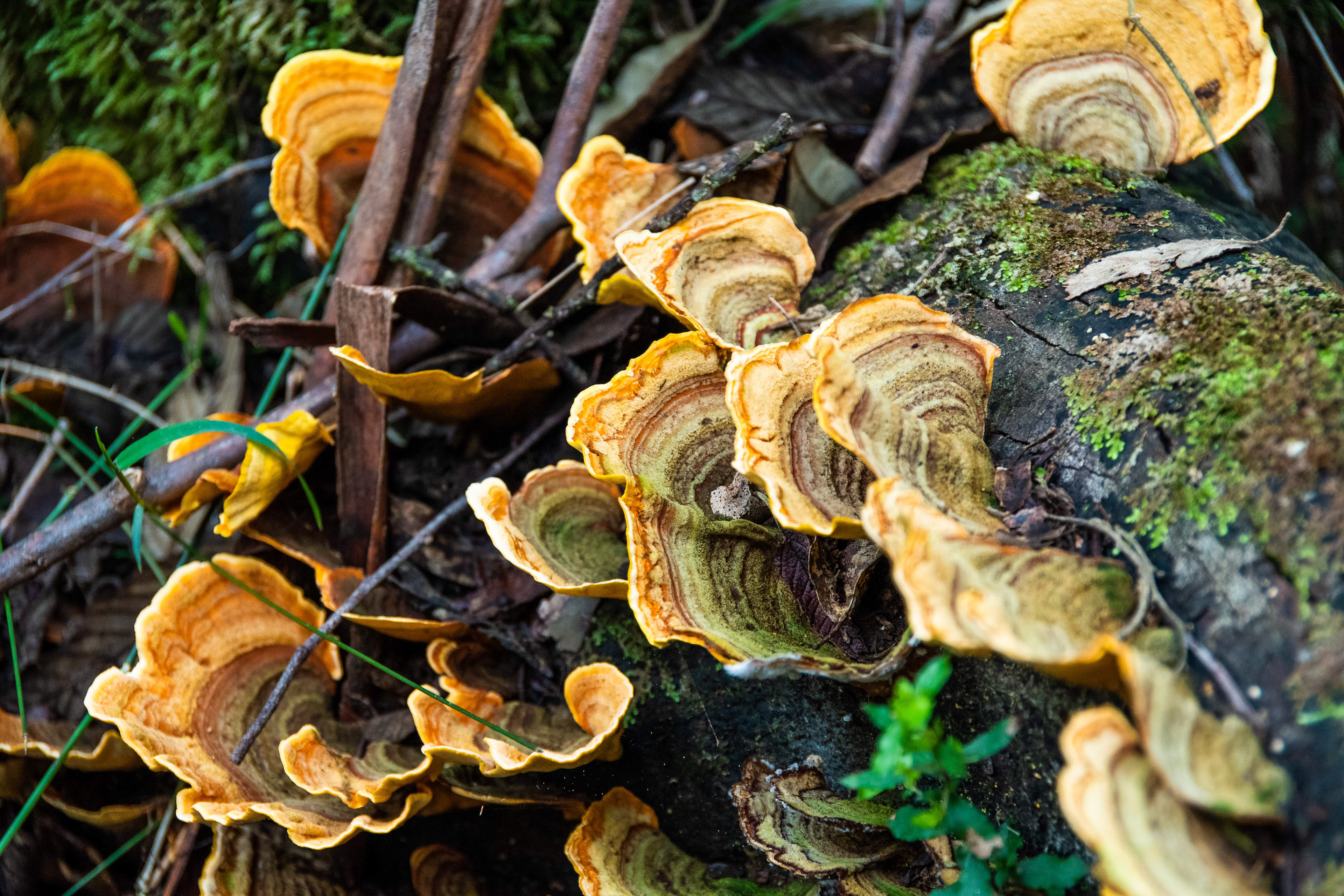 Great Otway National Park, Victoria, Australia