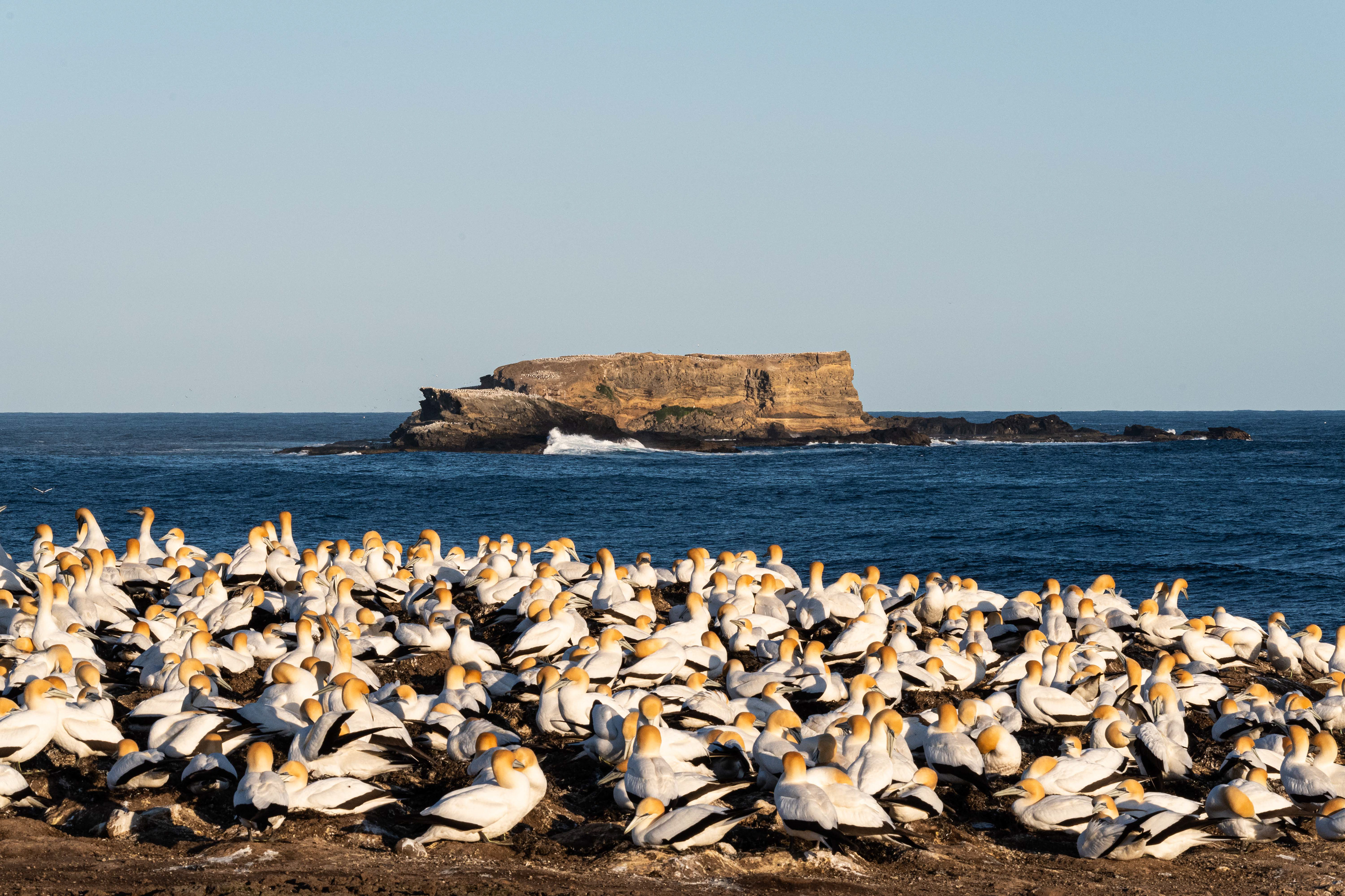 Australasian Gannet Colony, Portland, Victoria, Australia