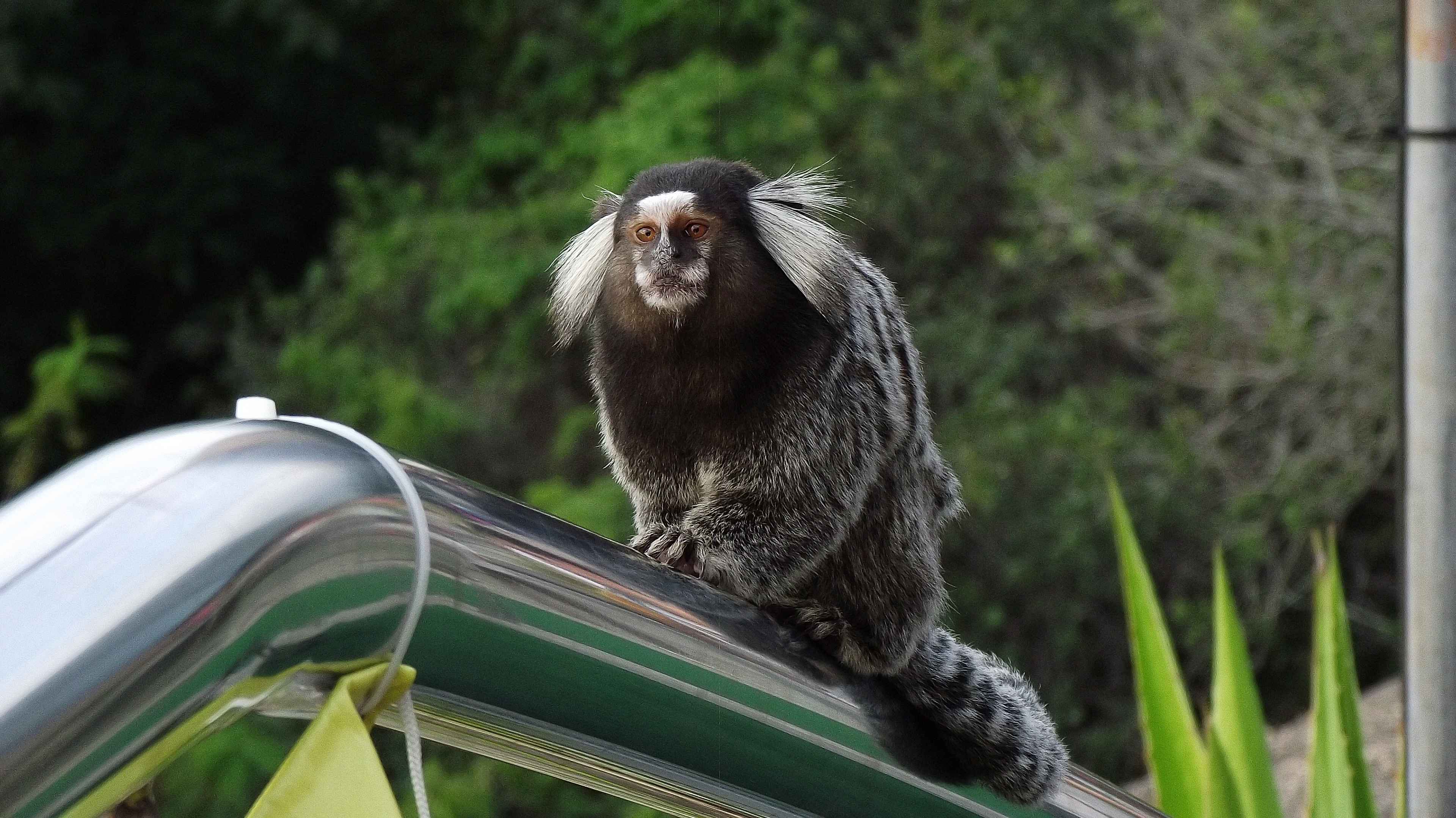 Marmoset, Sugarloaf Mountain, Rio De Janeiro, Brazil