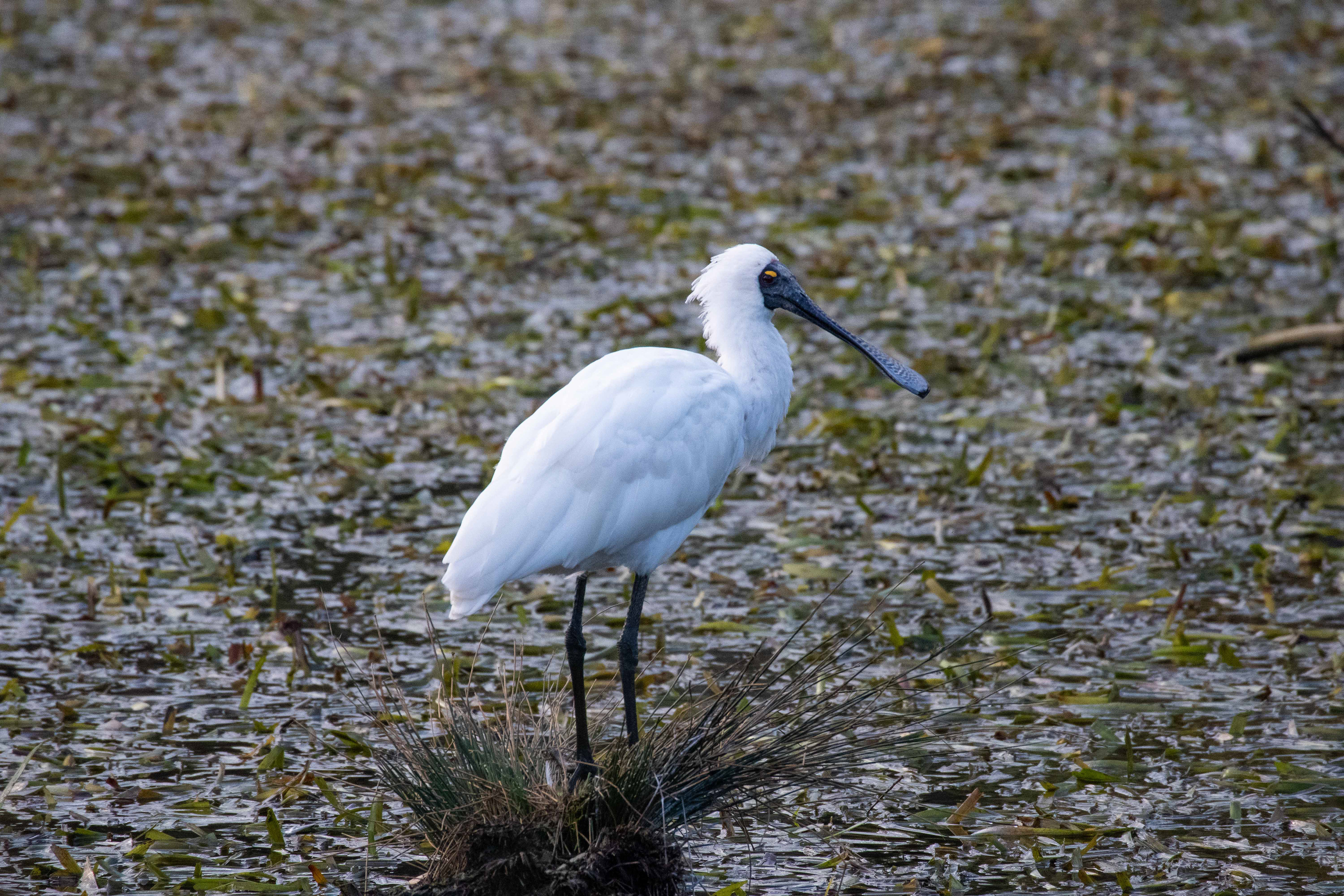 Royal Spoonbill, Ocean Grove, Victoria, Australia