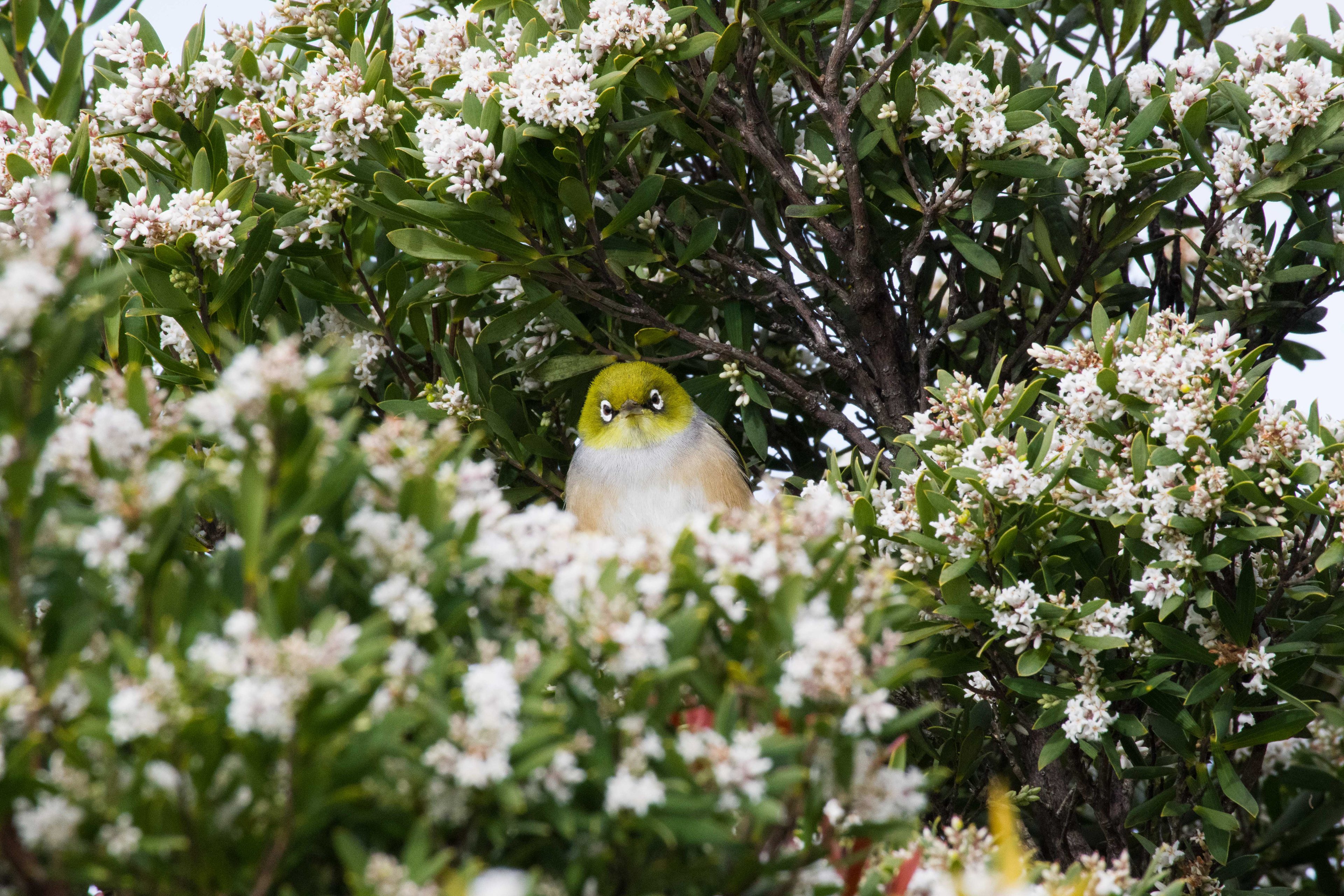 Silvereye, Lake Victoria, Point Lonsdale, Victoria, Australia