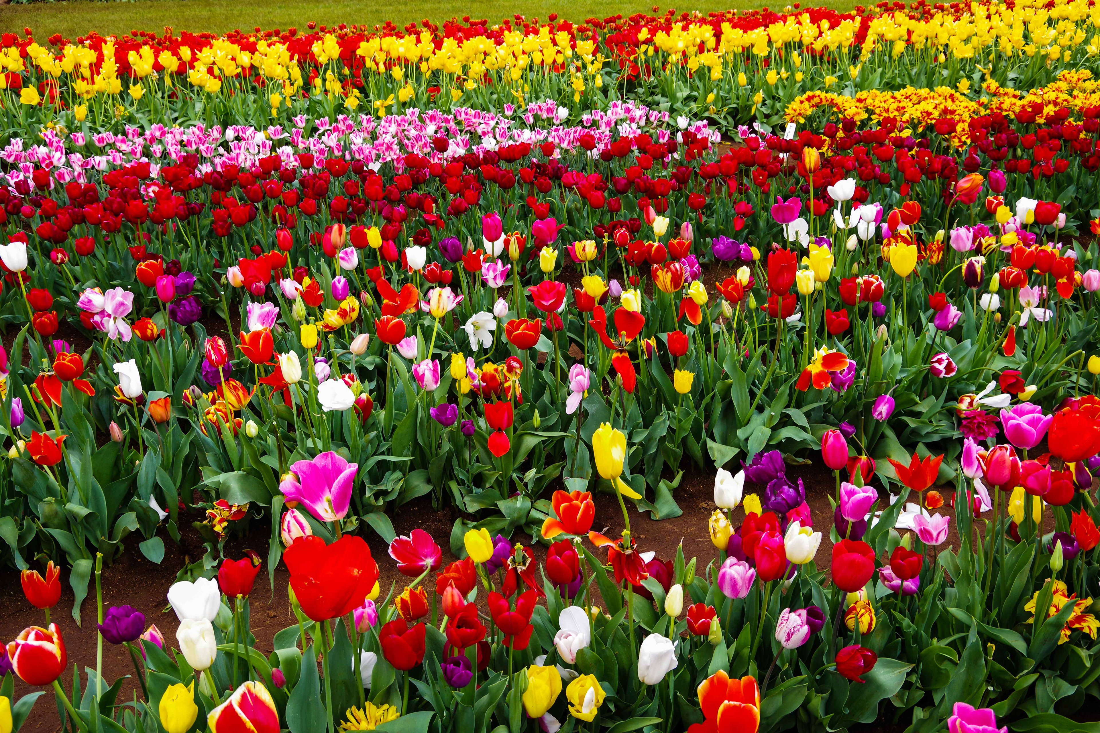 Tesselaars Tulip Festival, Olinda, Victoria, Australia