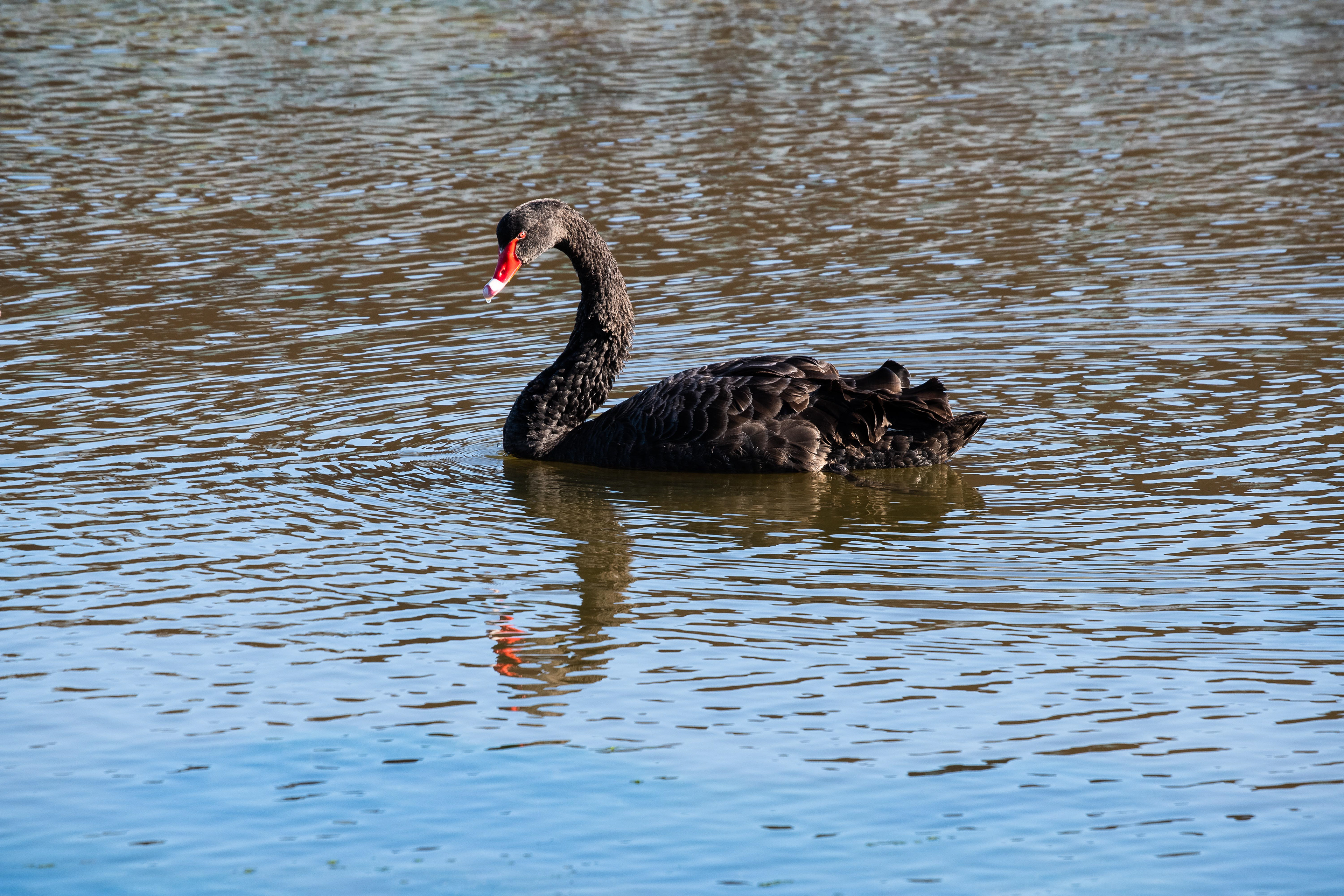 Black Swan, Altona, Victoria, Australia