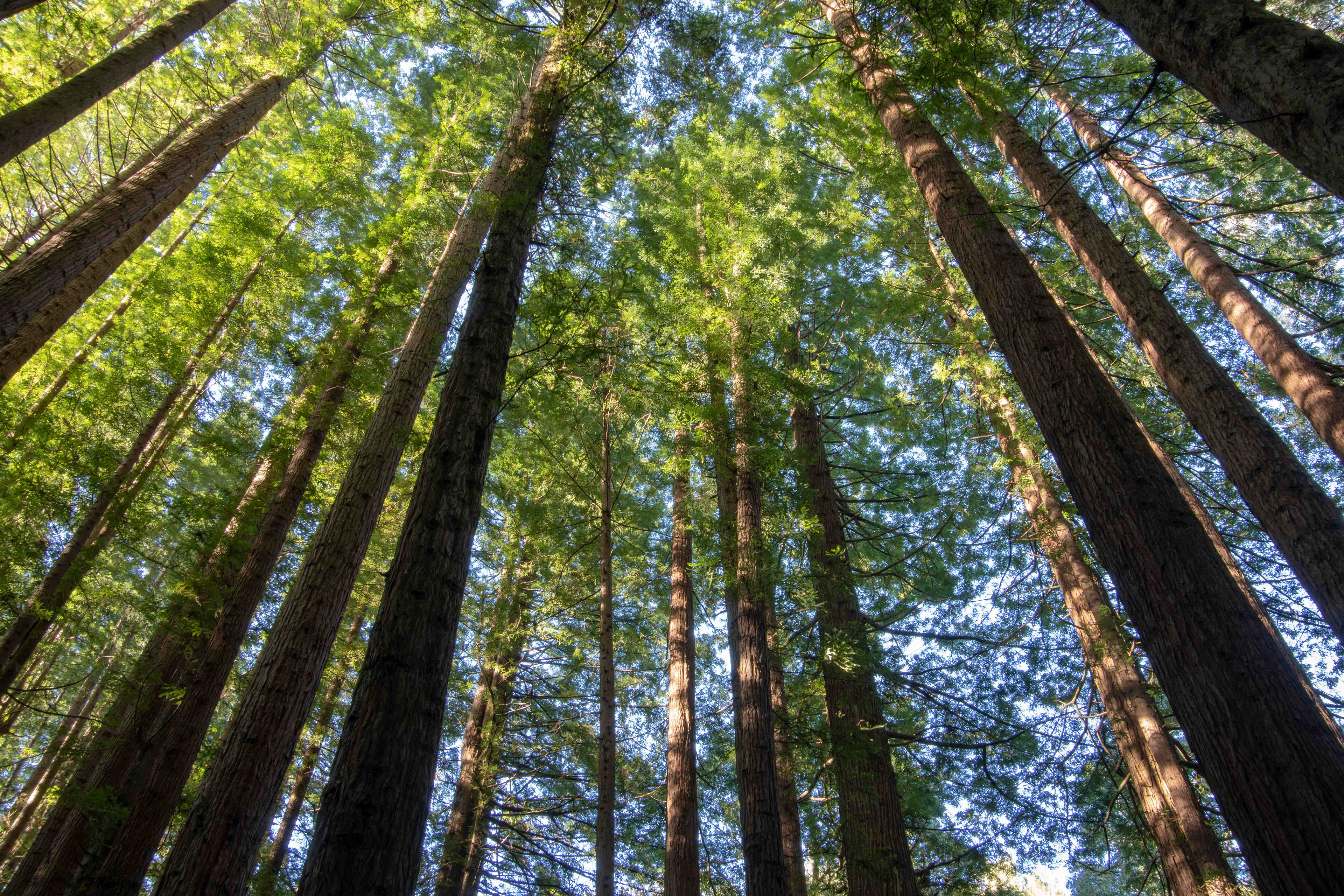 Redwood Forest, Great Otway National Park, Victoria, Australia