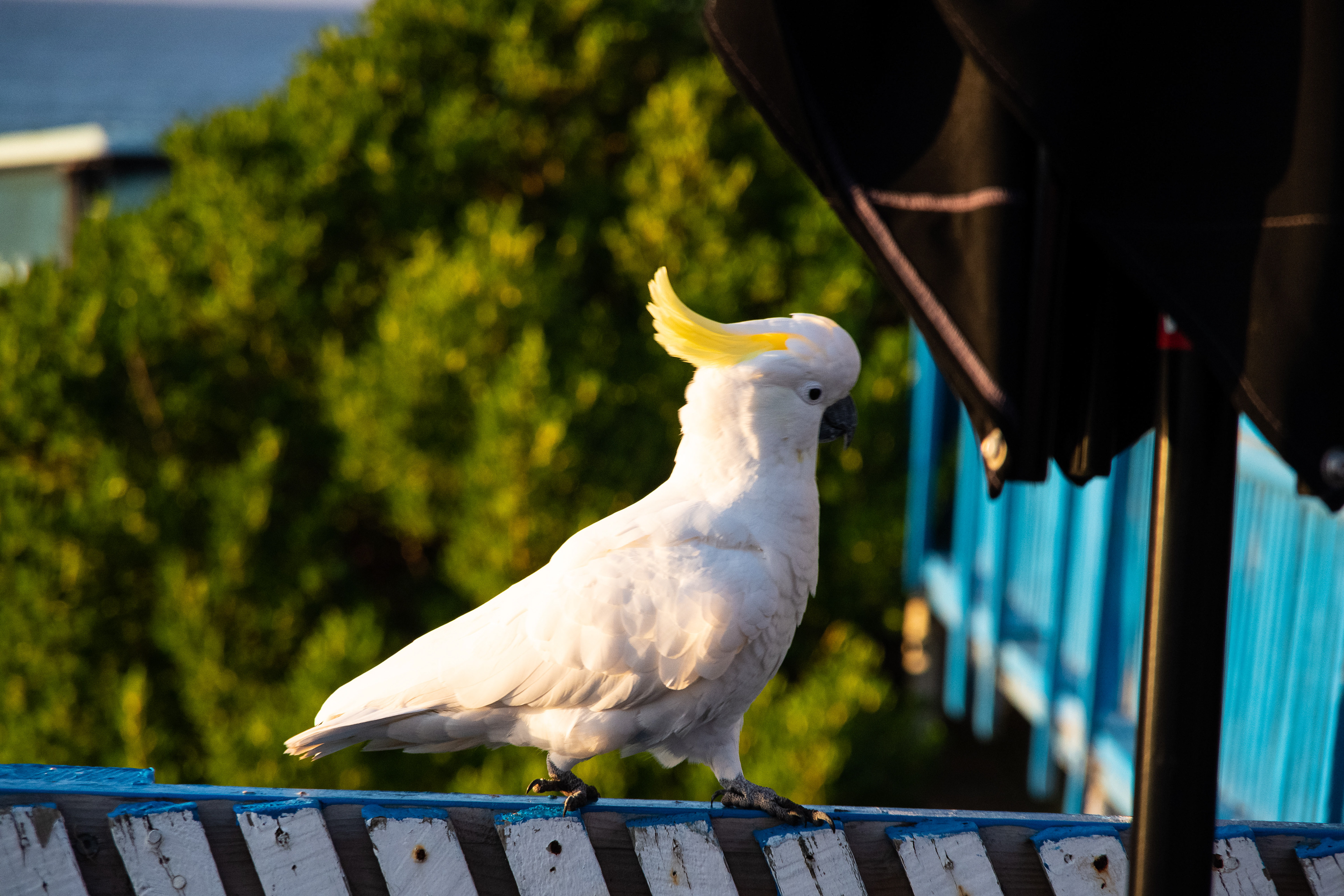 Sulphur Crested Cockatoo, Lorne, Victoria, Australia