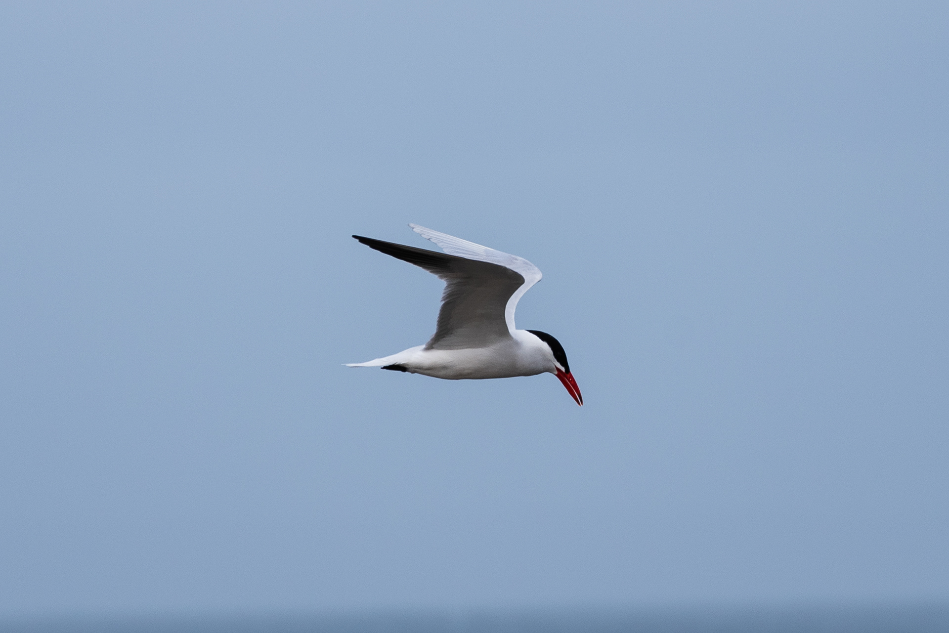 Tern, Point Lonsdale, Victoria, Australia