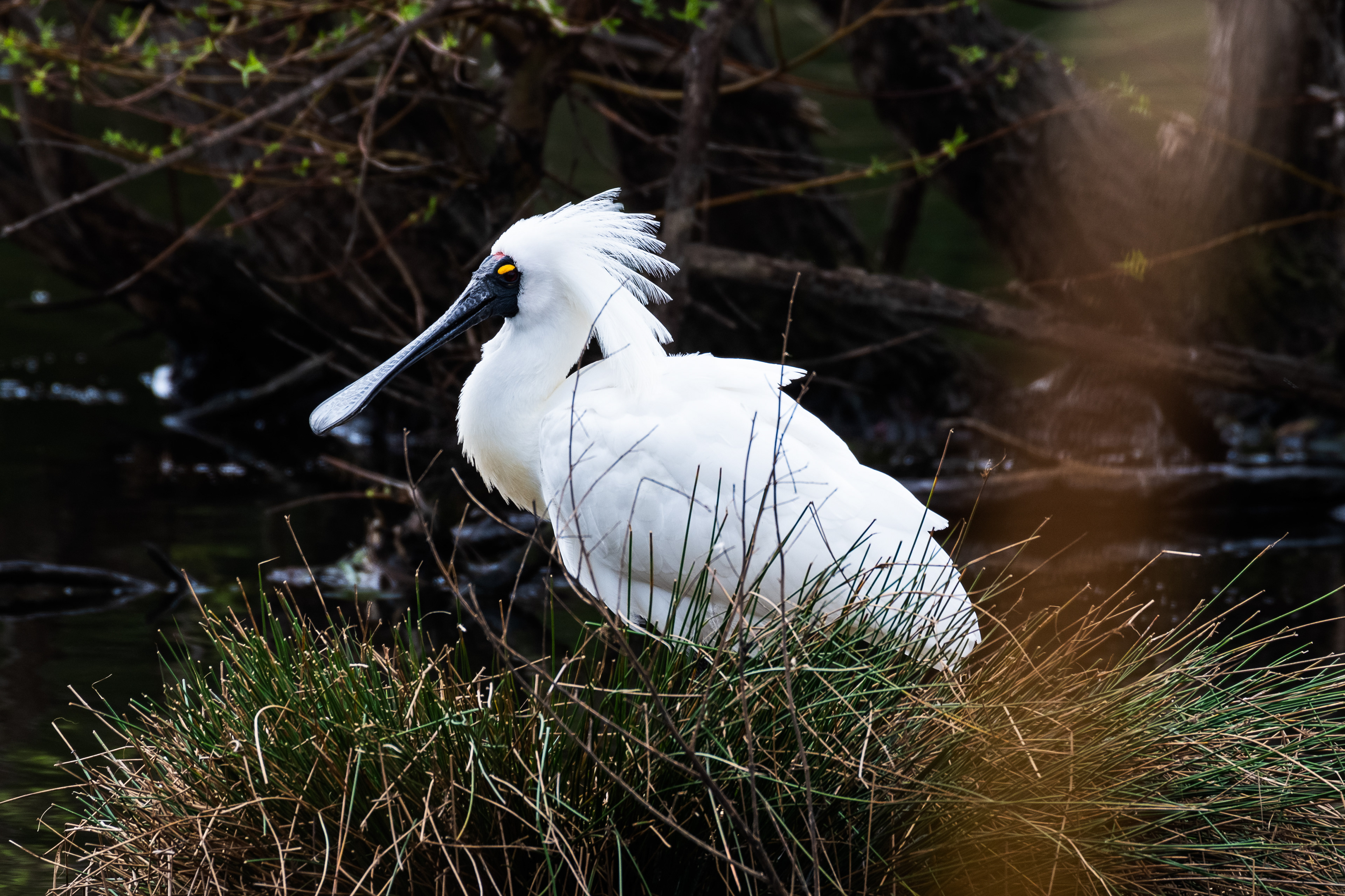 Royal Spoonbill, Ocean Grove, Victoria, Australia