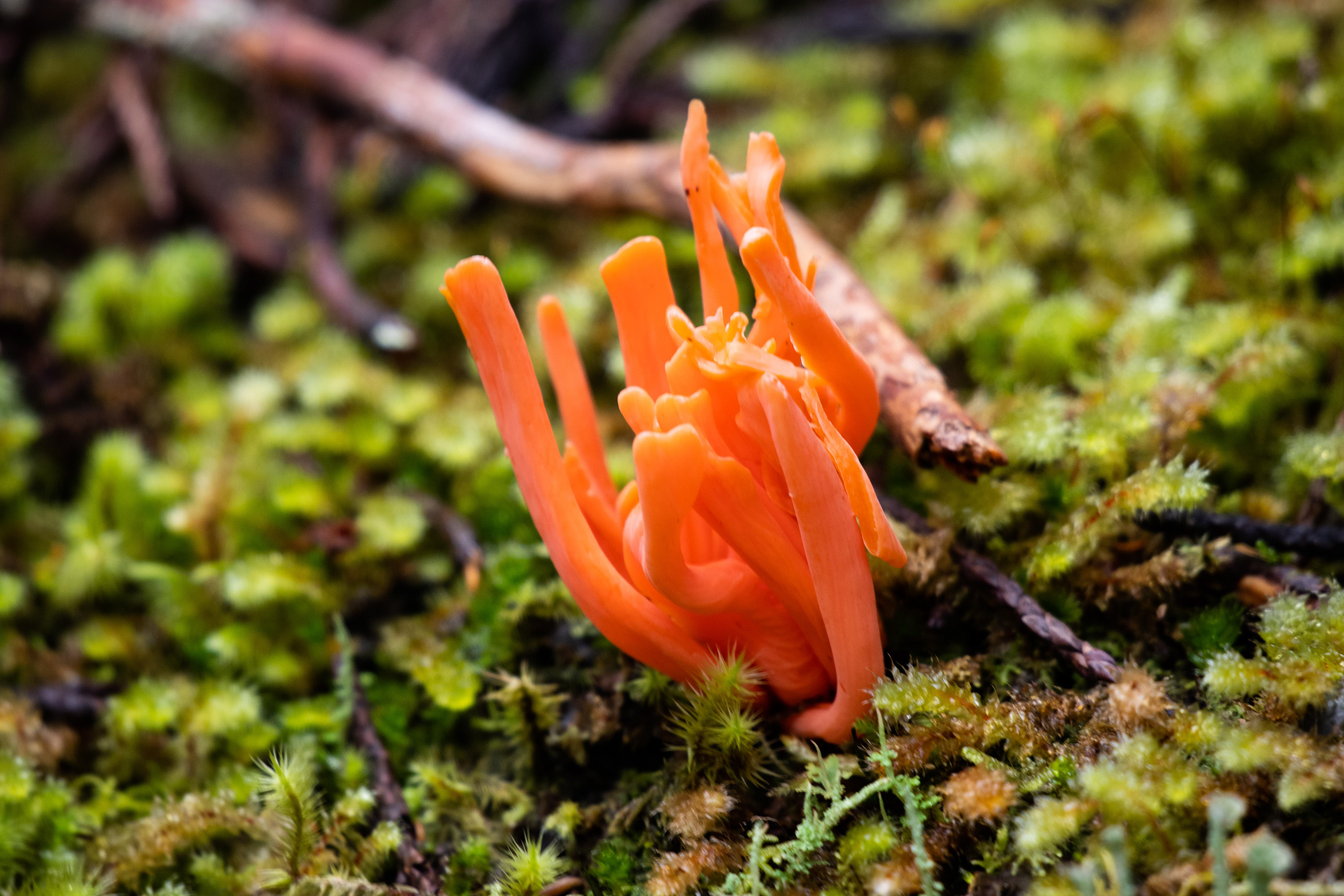 Cradle Mountain - Lake St Clair National Park, Tasmania, Australia