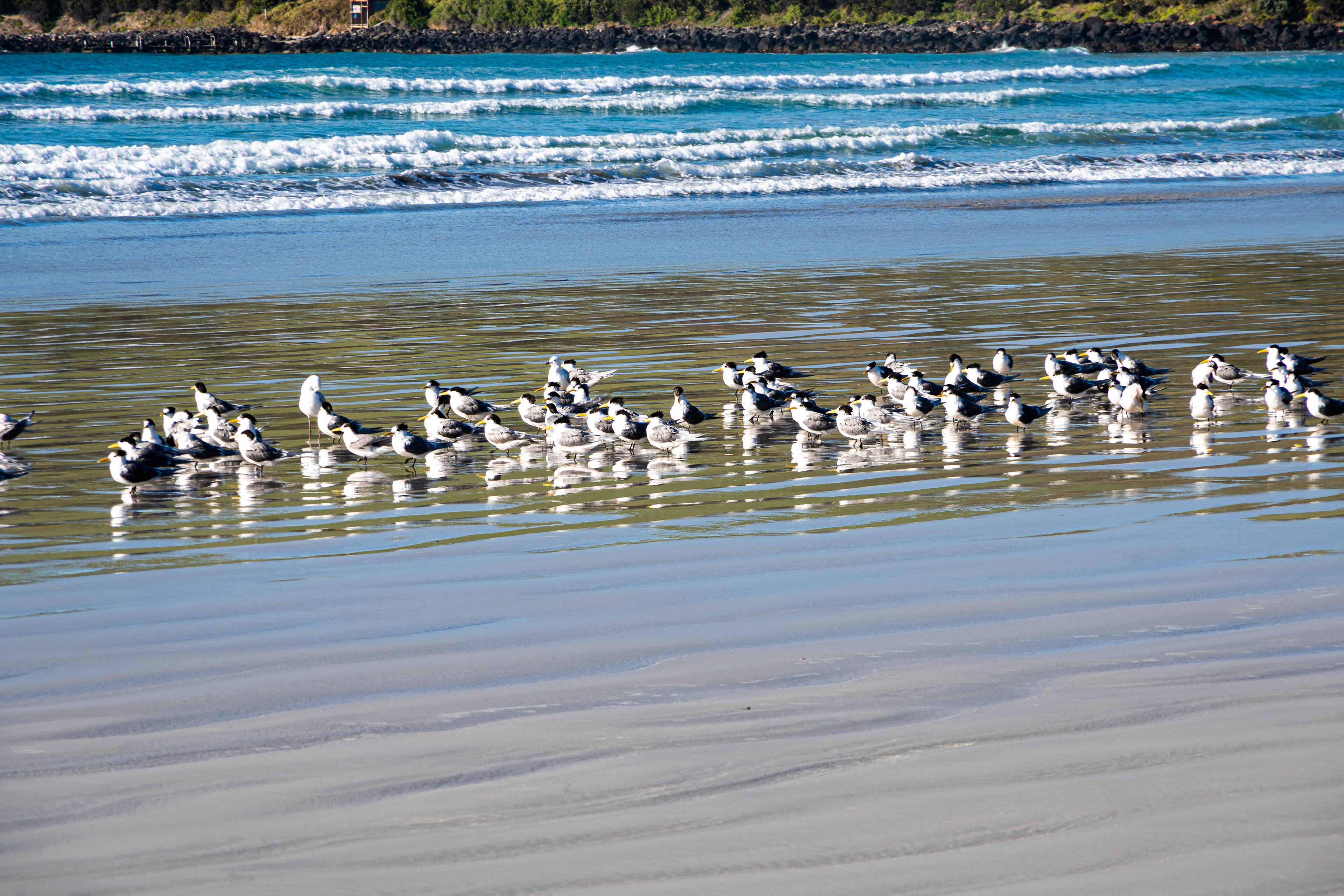 Terns, Bridgewater Bay, Victoria, Australia