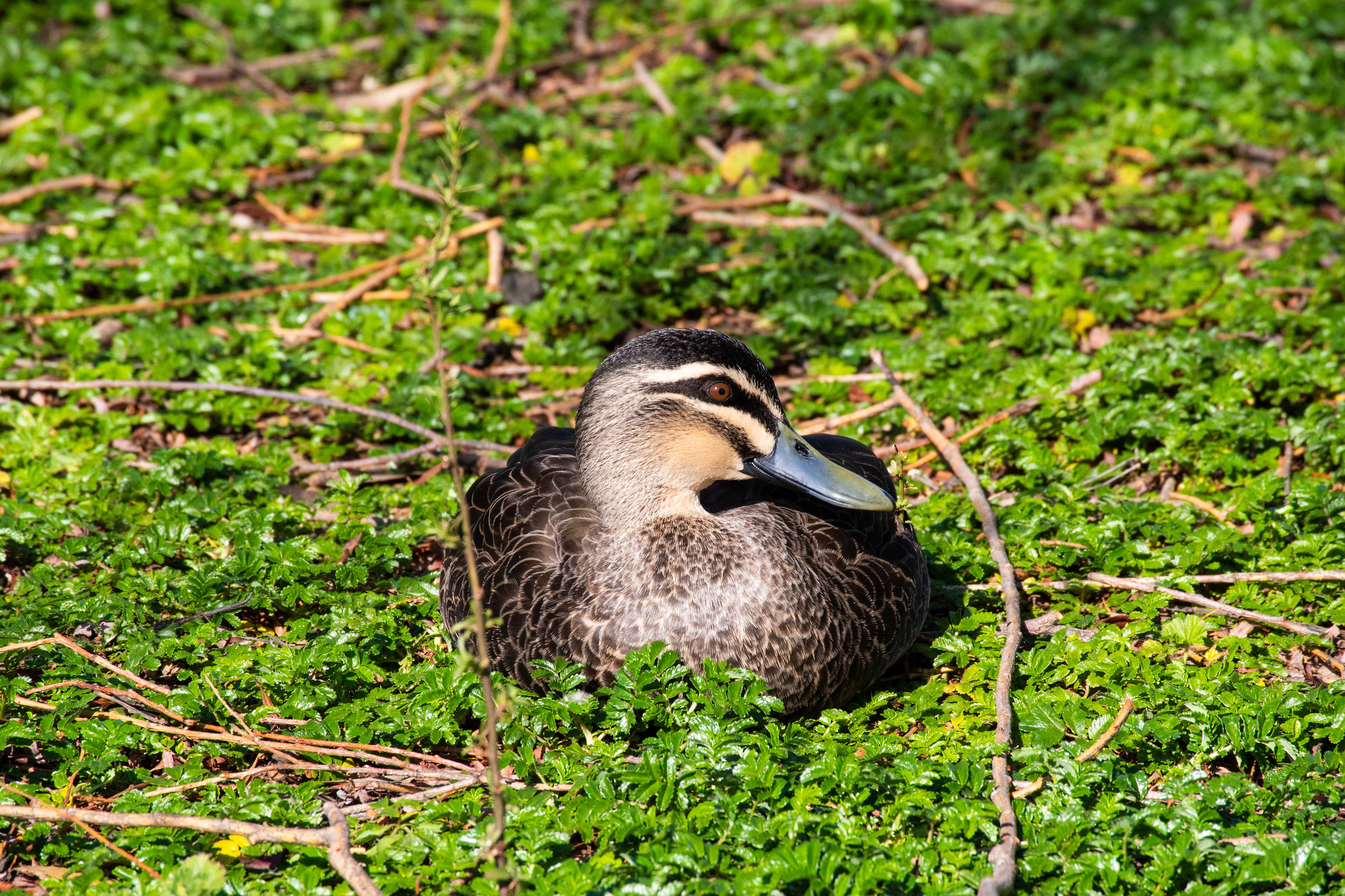 Pacific Black Duck. Ocean Grove, Victoria, Australia