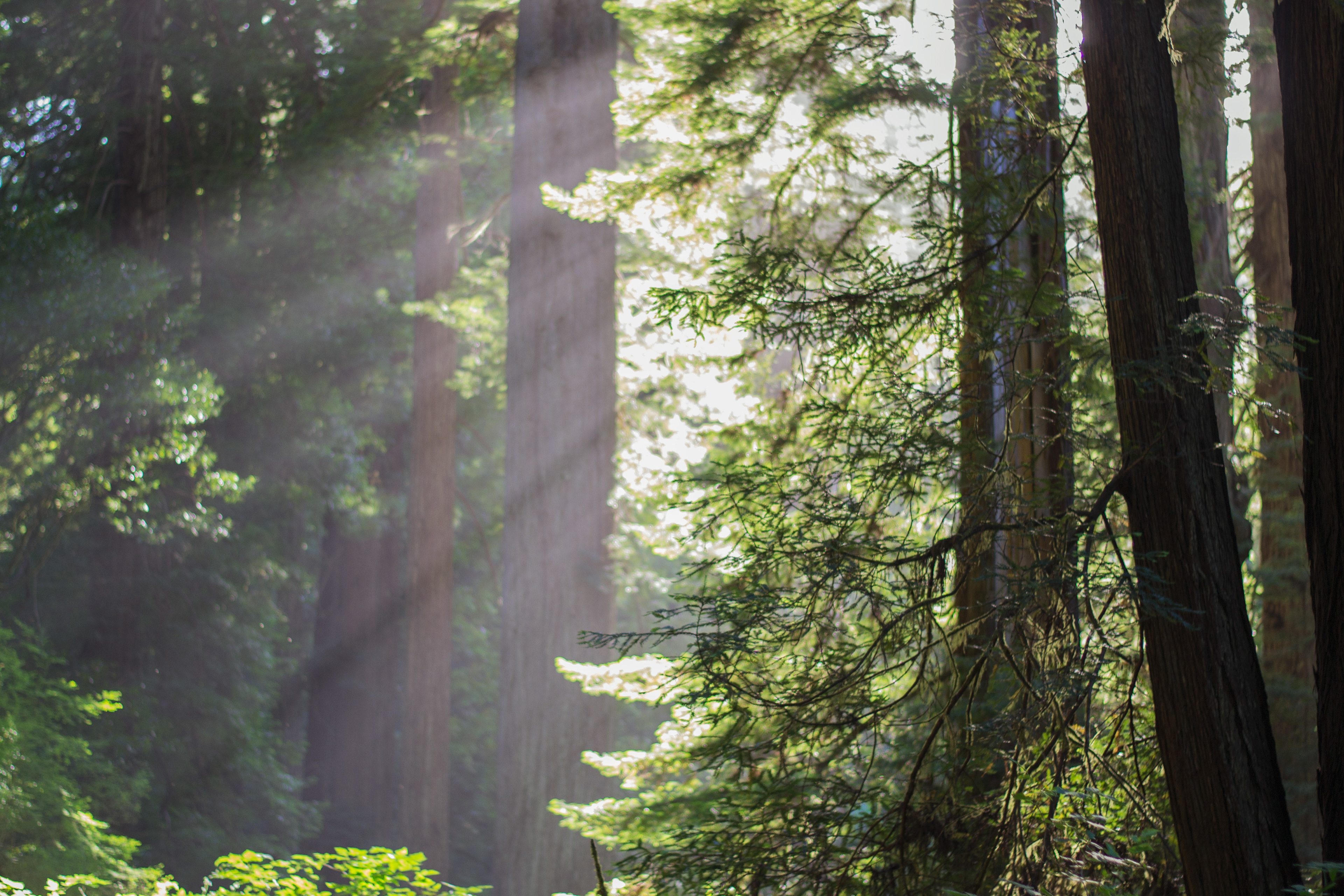 Redwoods