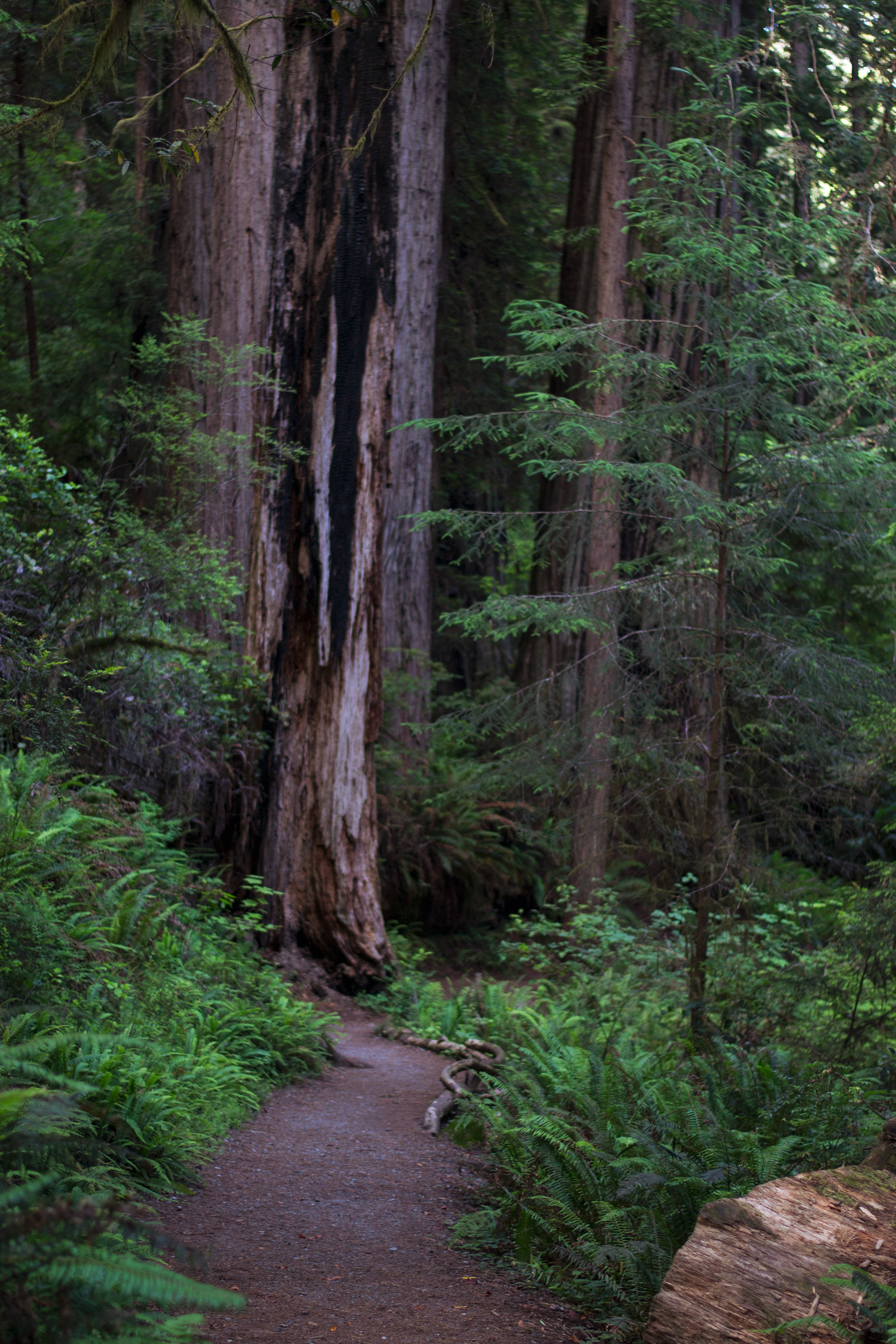 Redwoods