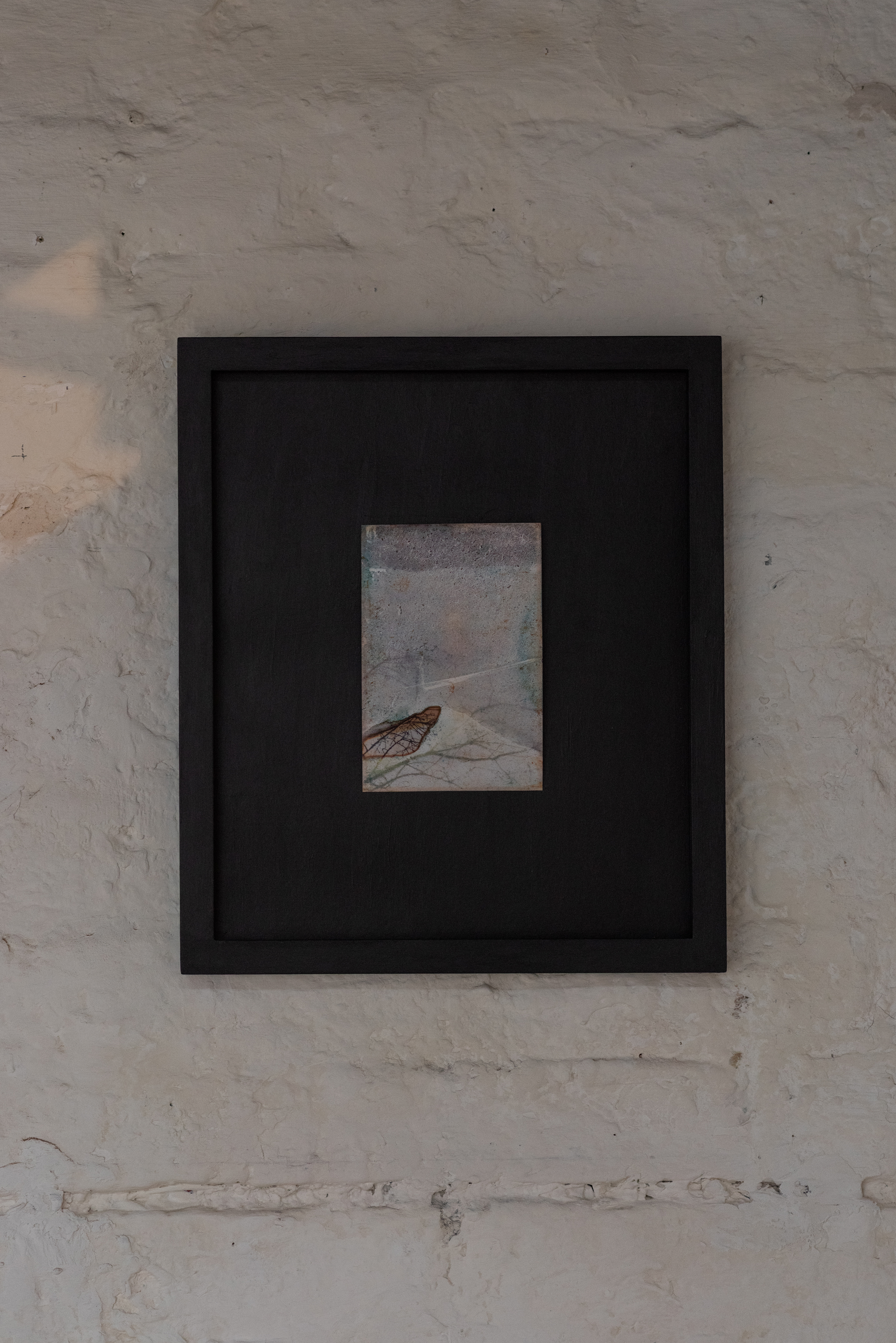 Sarah Tew - Untitled (Butterfly Wing) - (2022) - Dye and salt on photograph - 35 x 30 cm (framed)